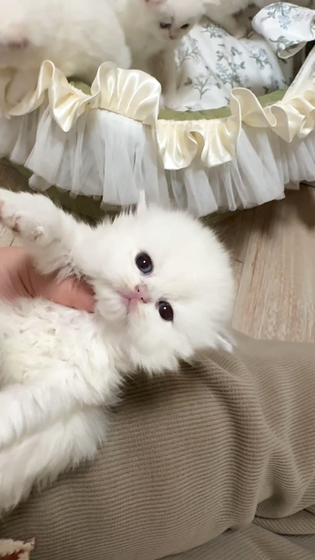 蓝金点长毛妹妹