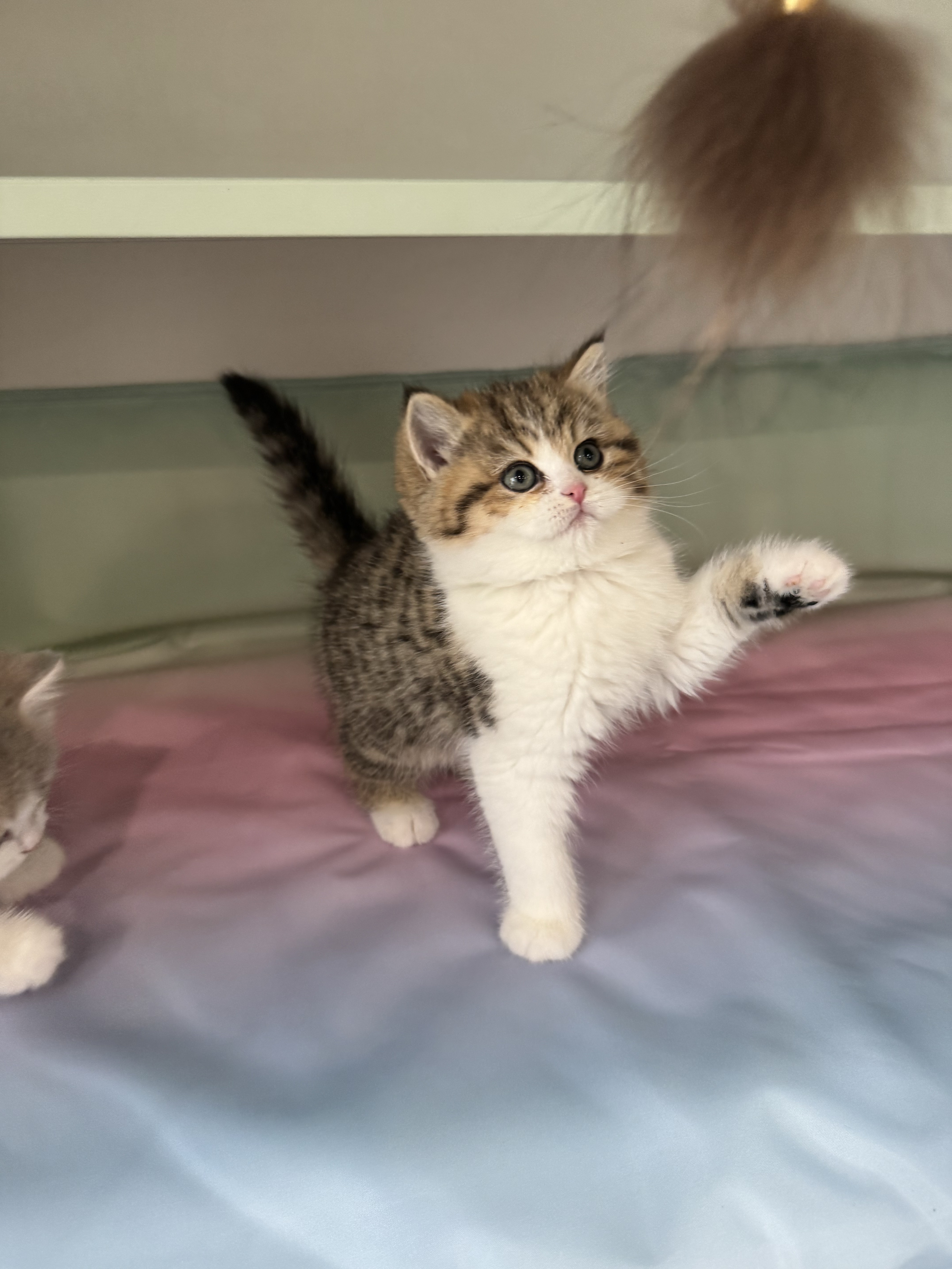 金虎斑加白弟弟 照片 4