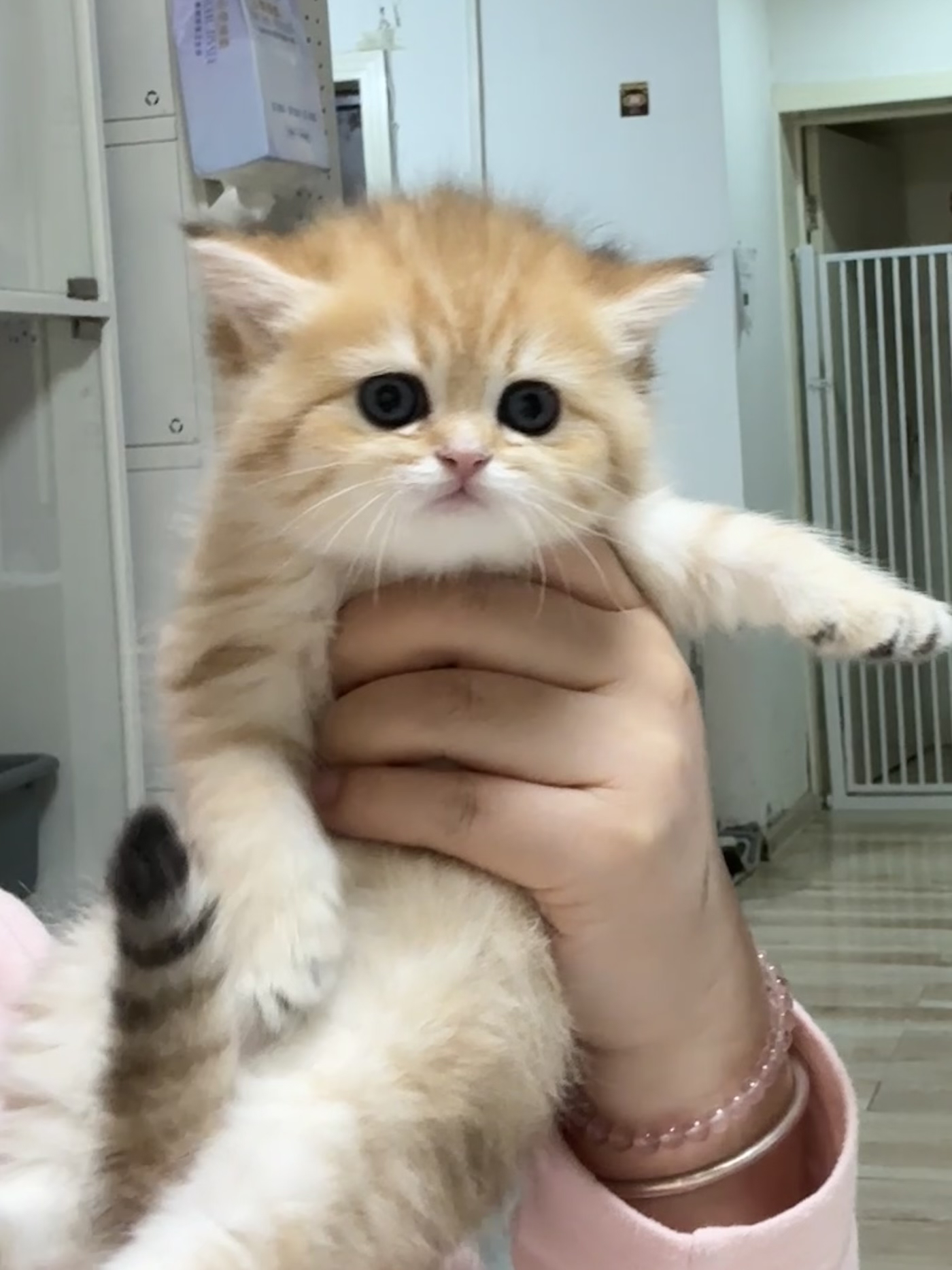 金虎斑短毛妹妹