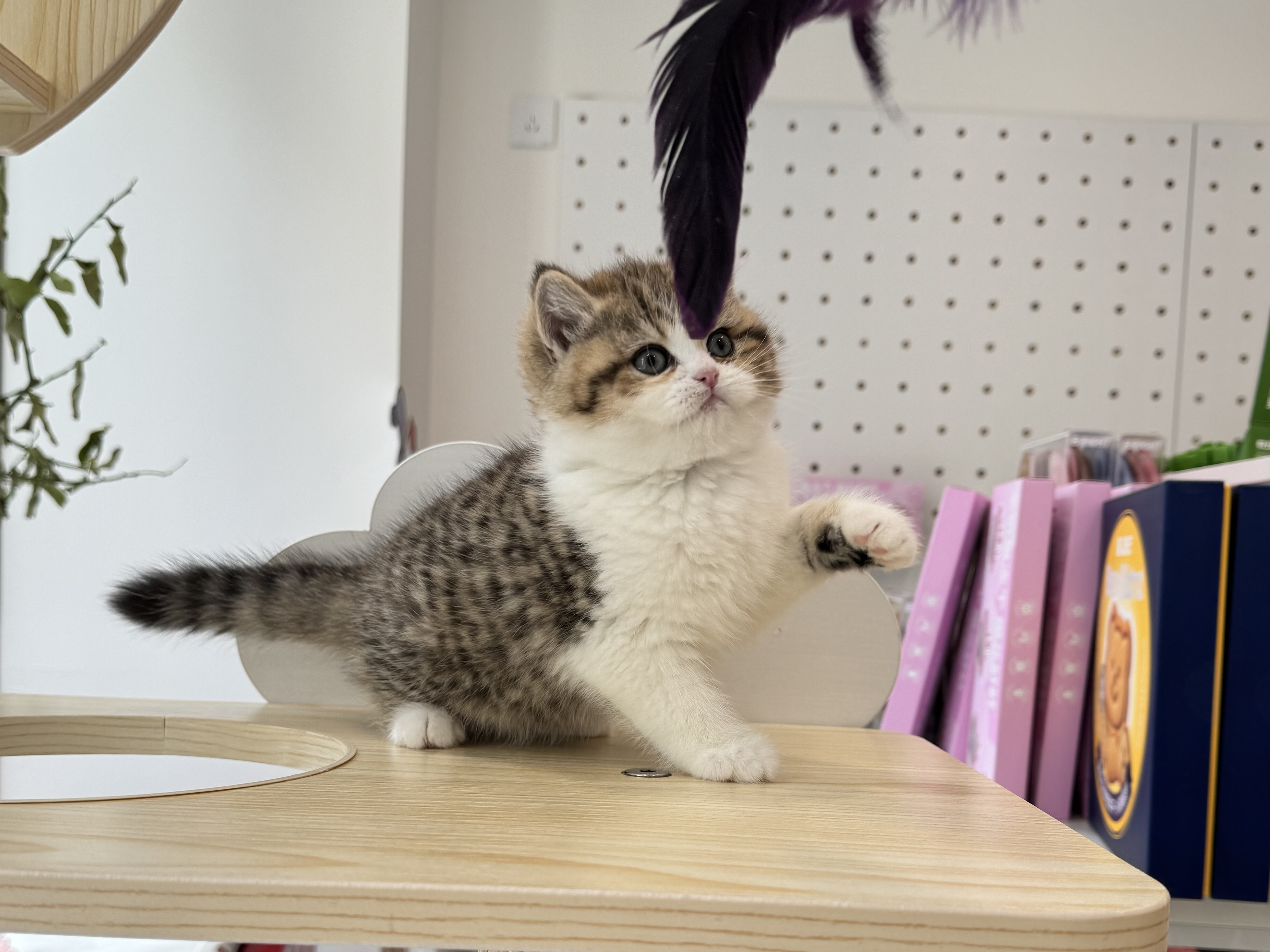 金虎斑加白弟弟 照片 3