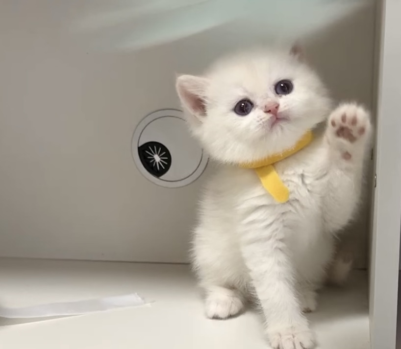 蓝金点短毛妹妹 照片 2