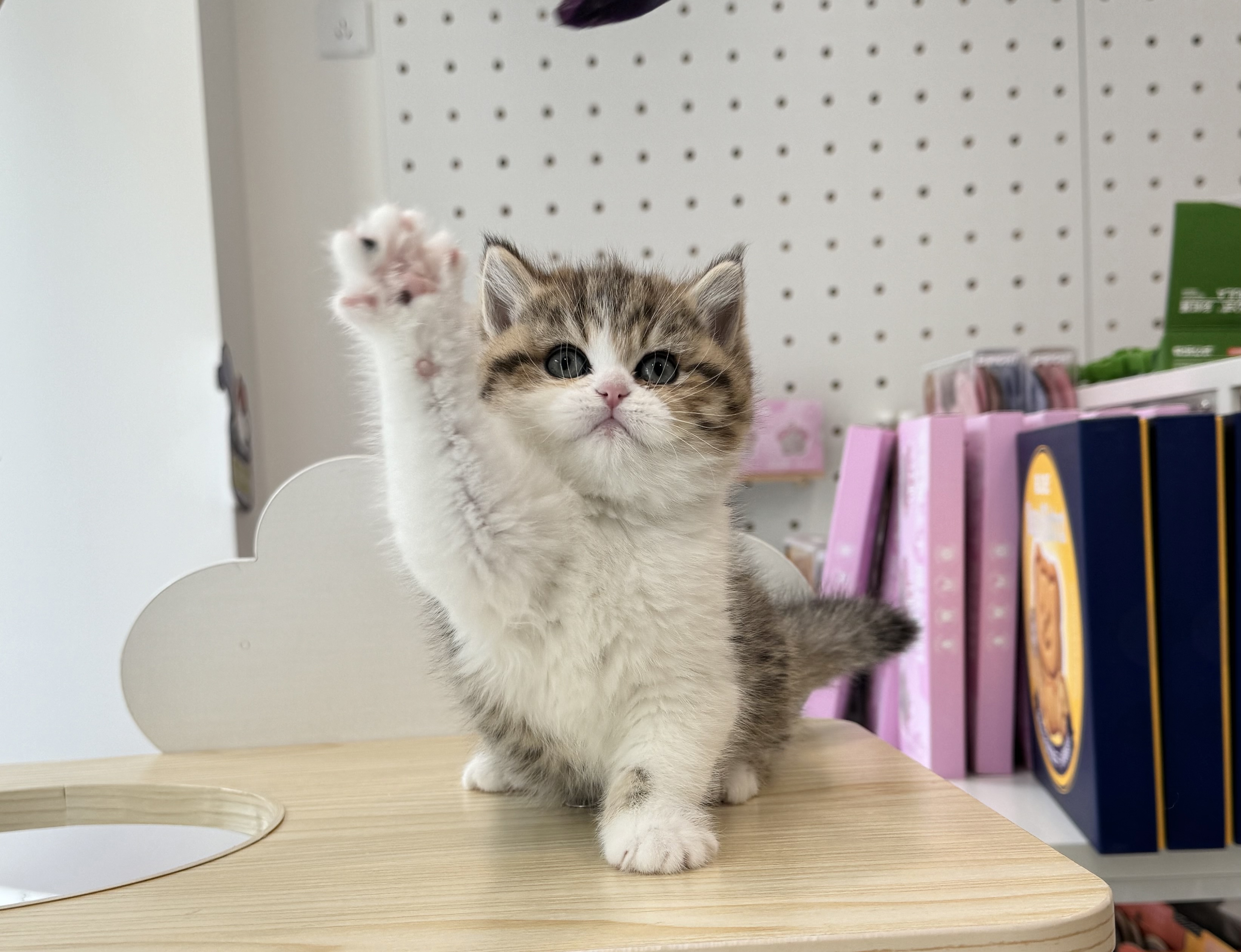 金虎斑加白弟弟