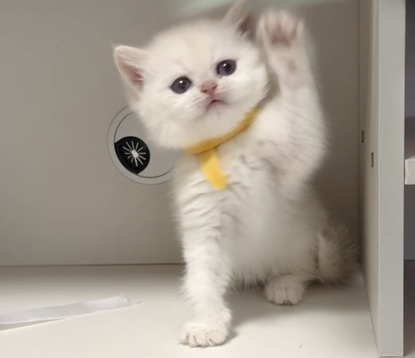 蓝金点短毛妹妹