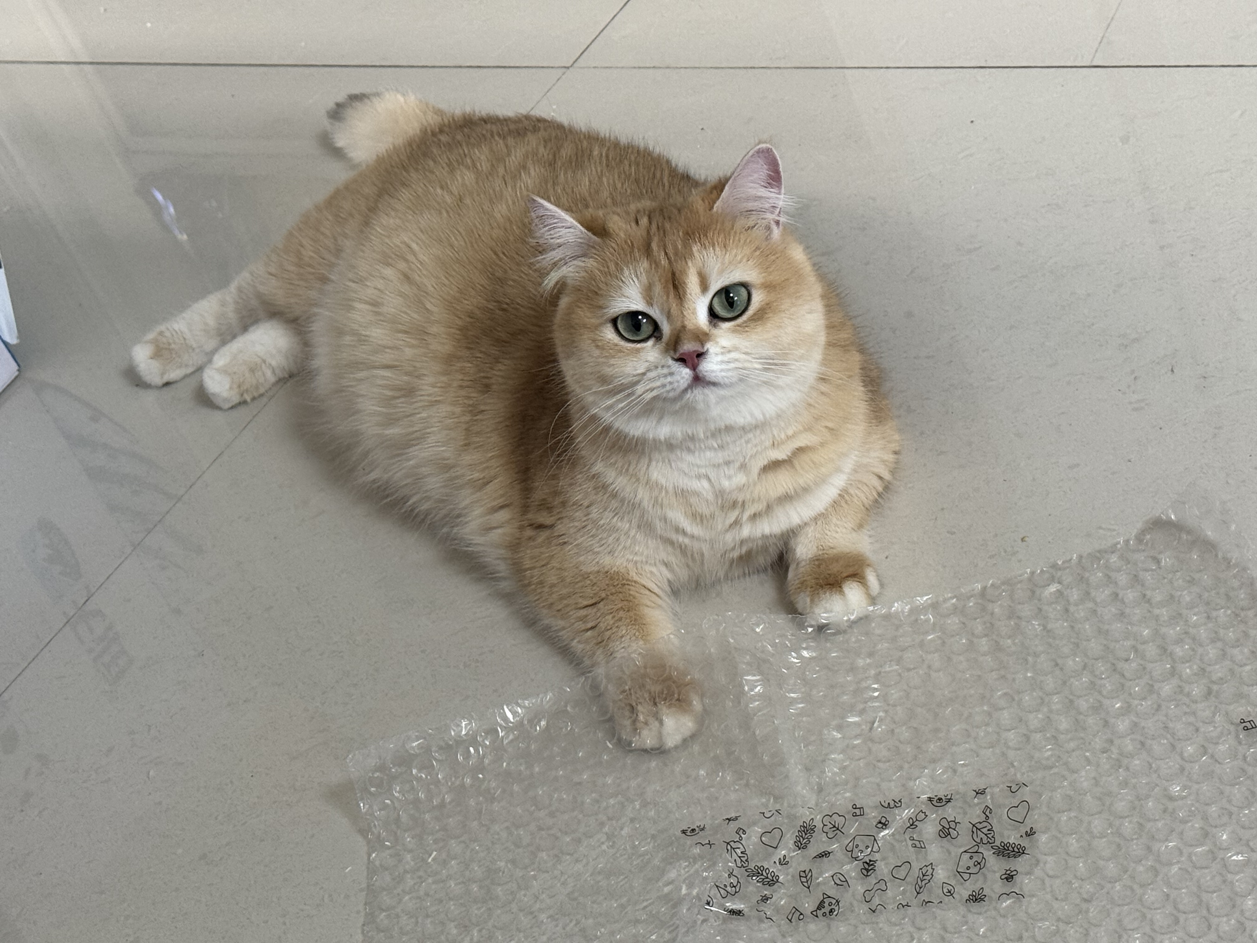 小金