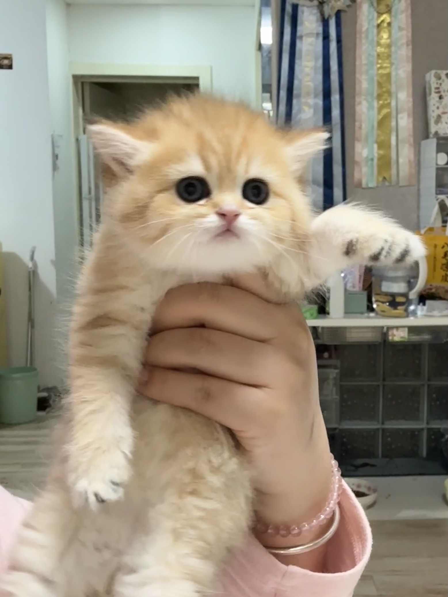 金虎斑短毛妹妹 照片 2