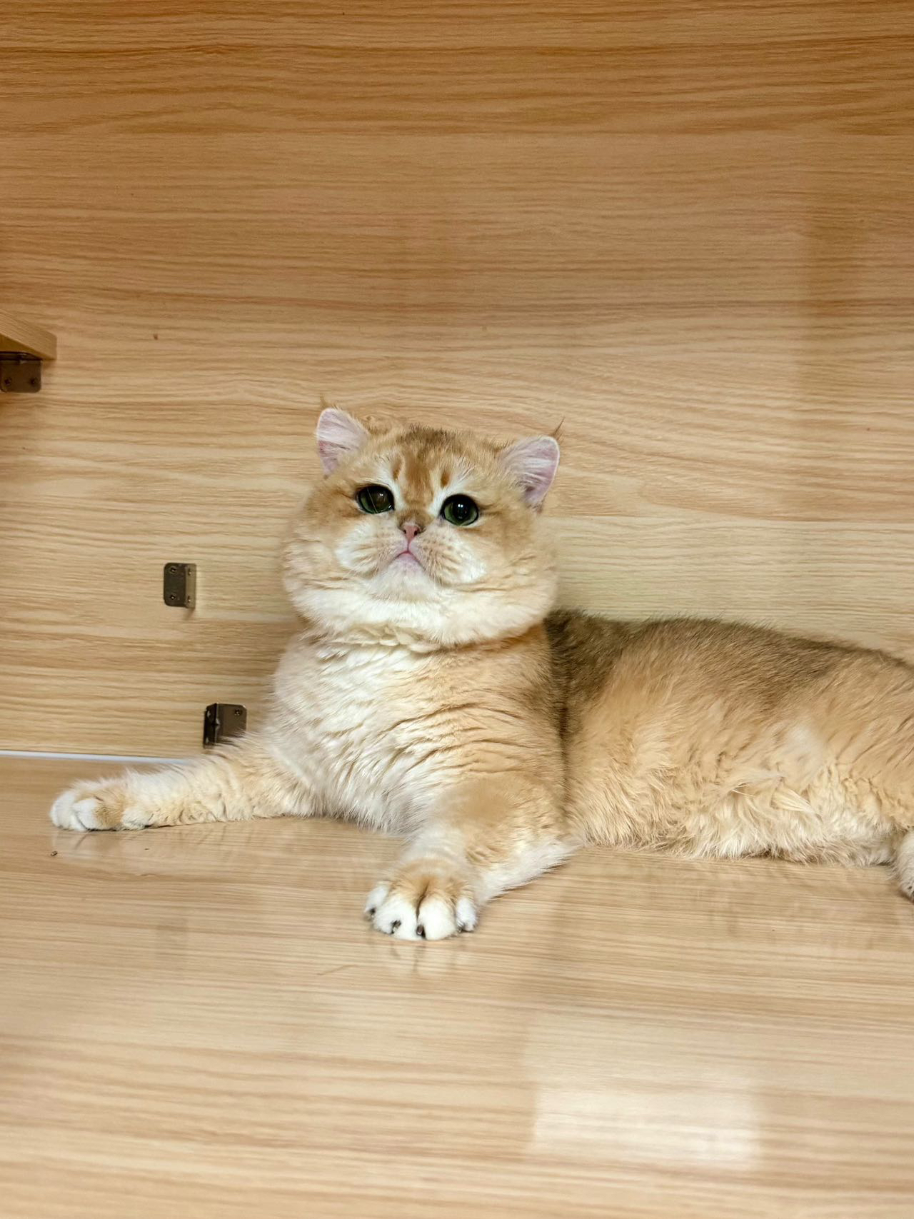 坨坨