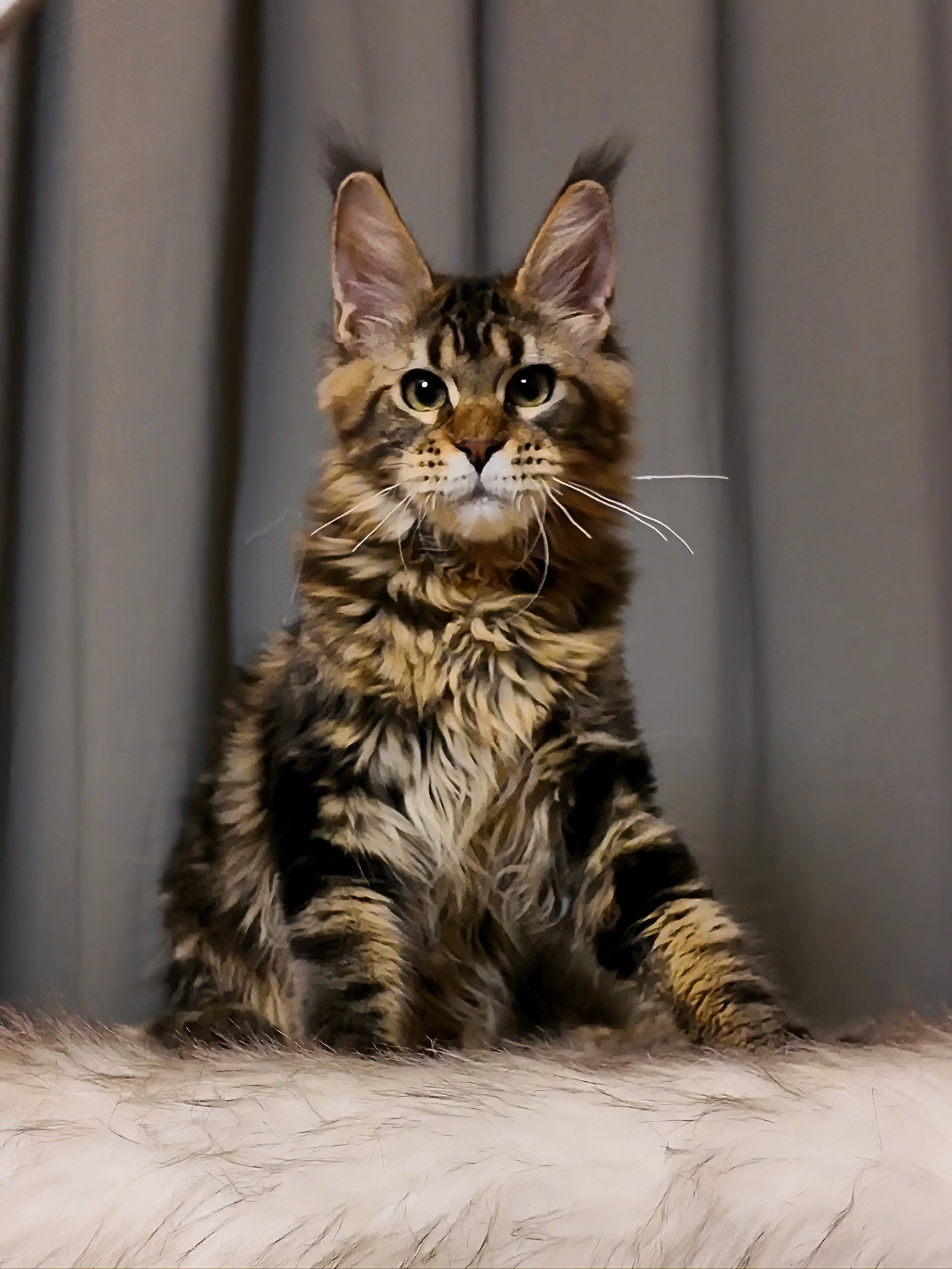 棕虎斑弟弟 照片 1