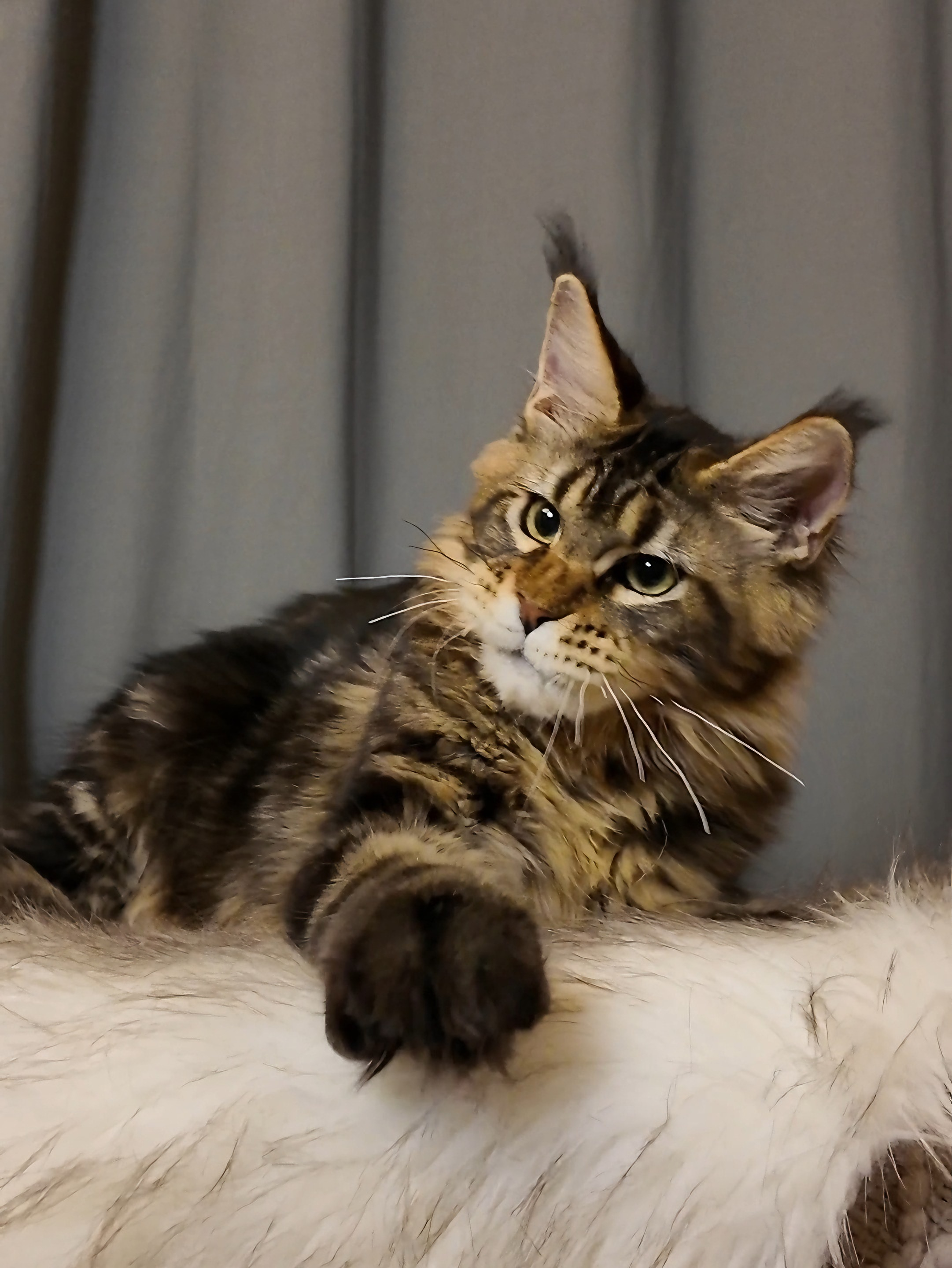 棕虎斑弟弟 照片 2