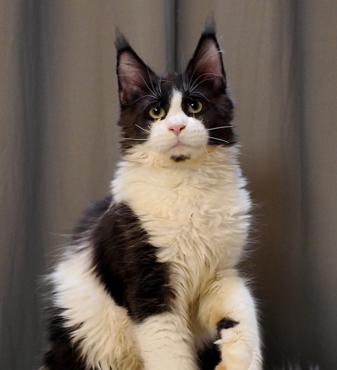 Butterbunny缅因猫