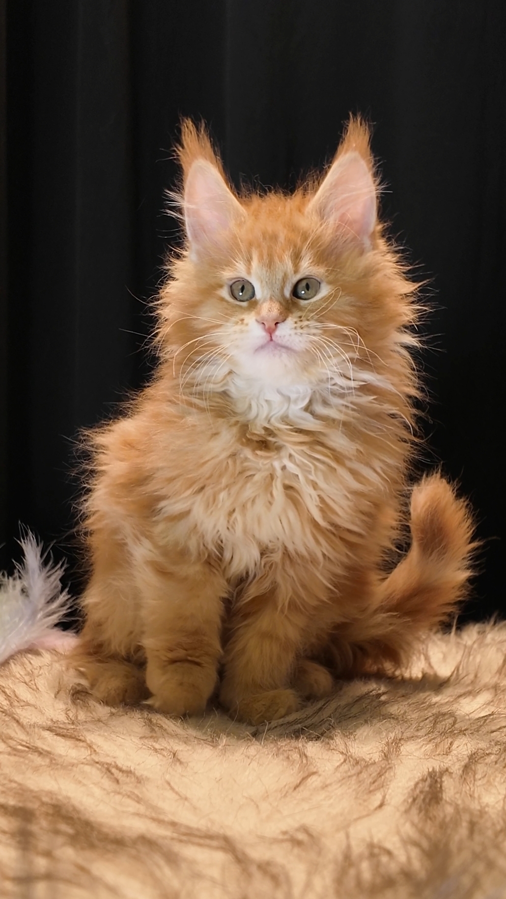 红虎斑妹妹 照片 3