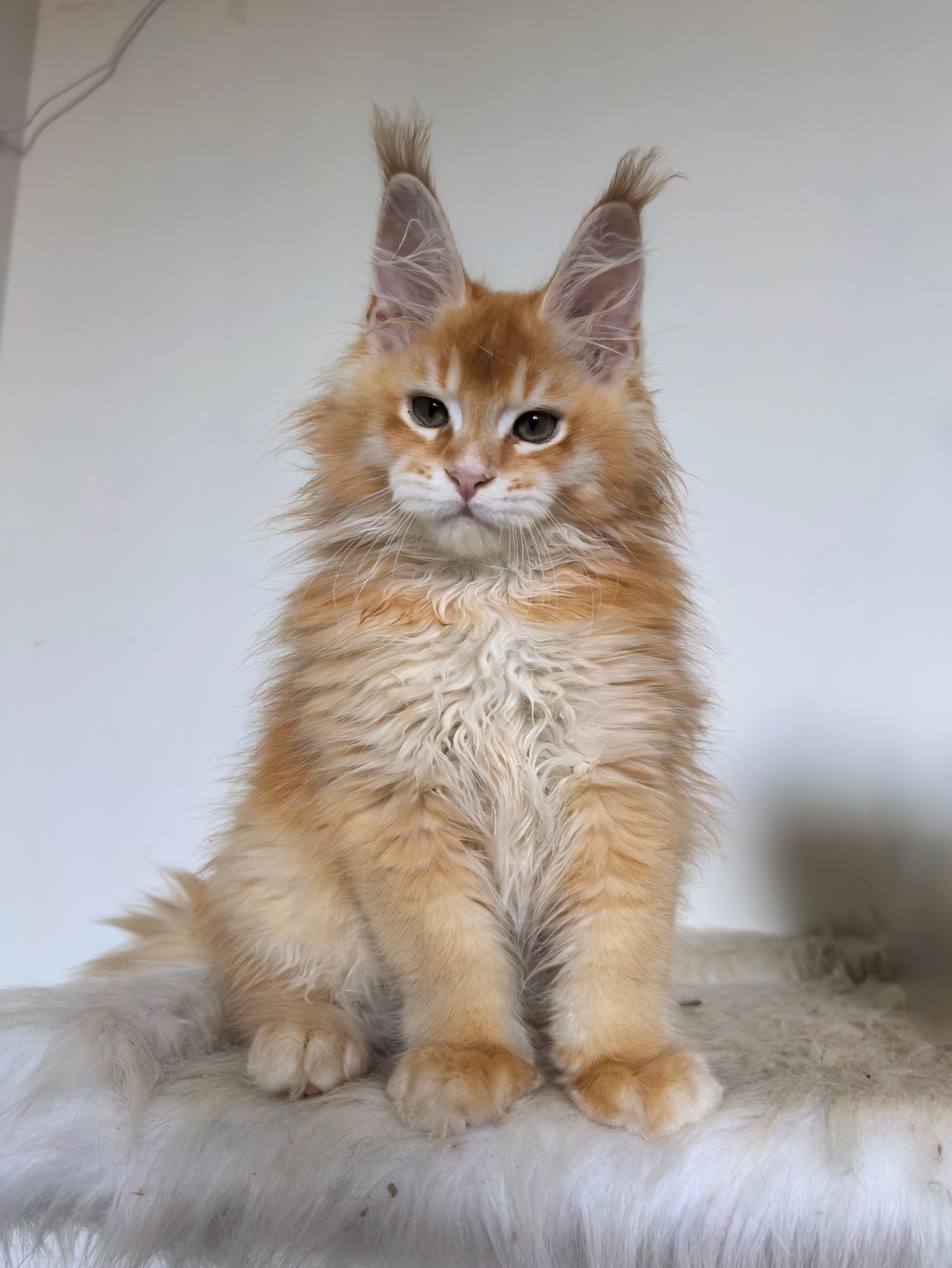 红麻纹弟弟 照片 1