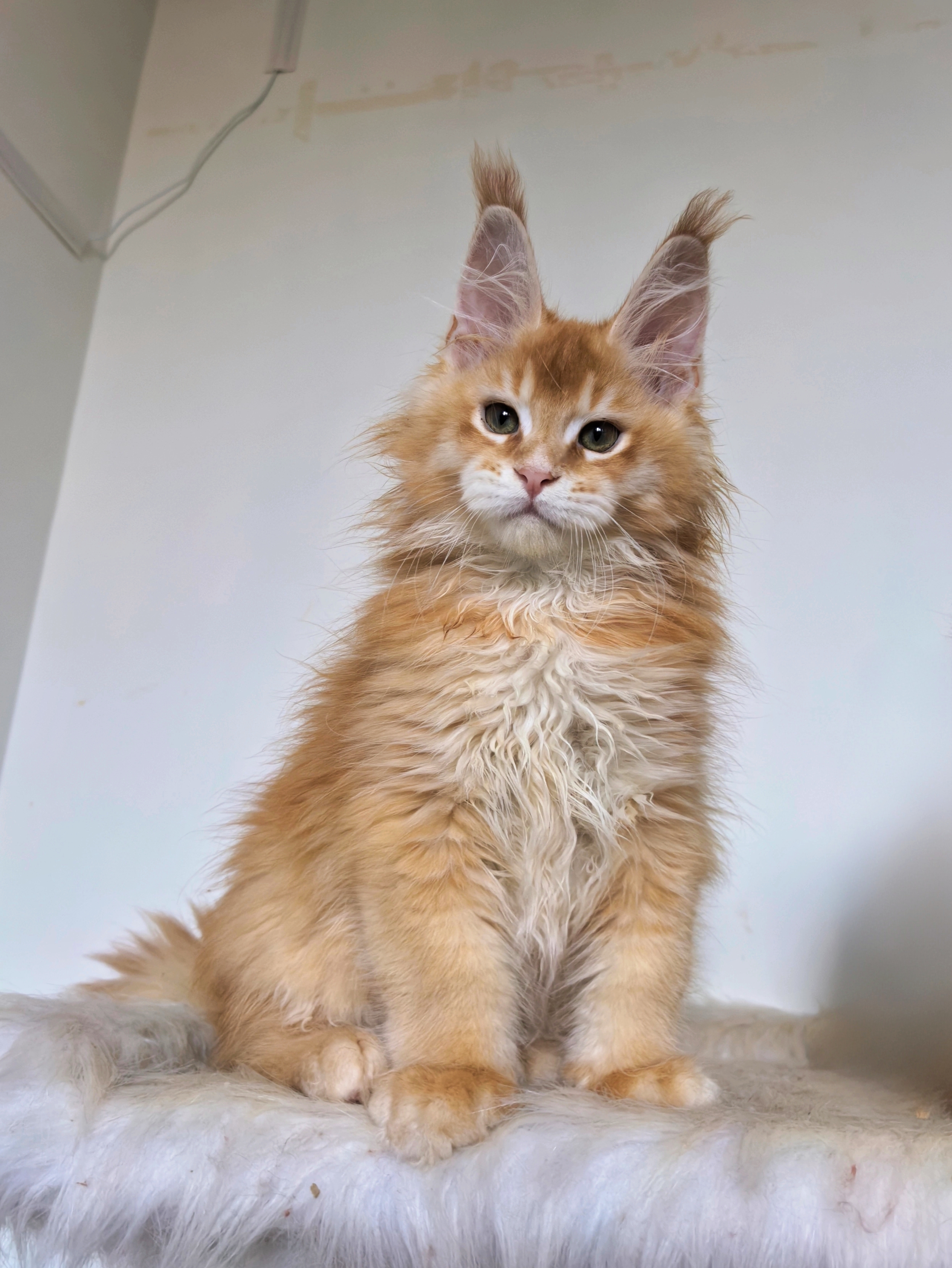 红麻纹弟弟 照片 3