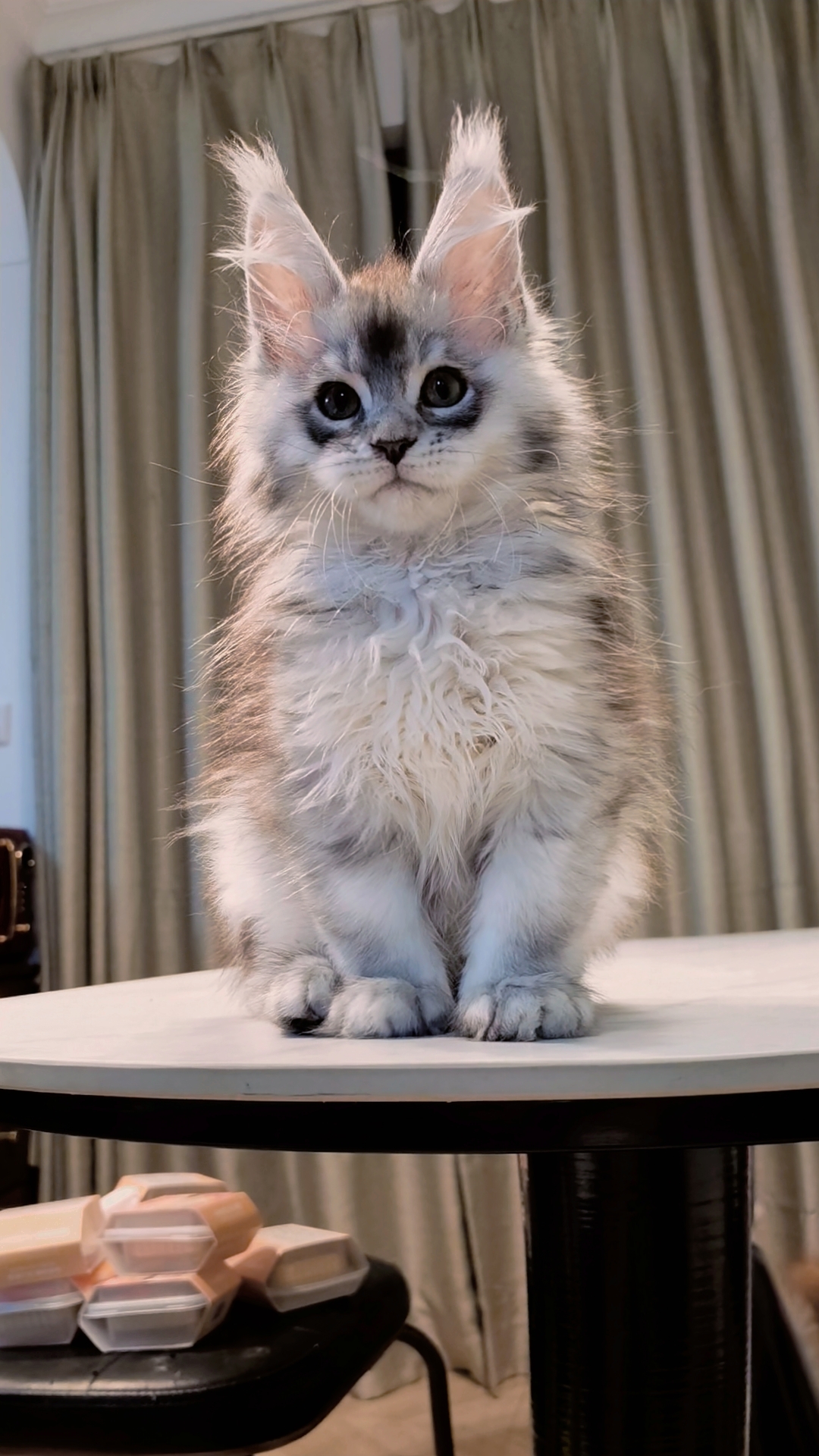 银麻纹弟弟 照片 3