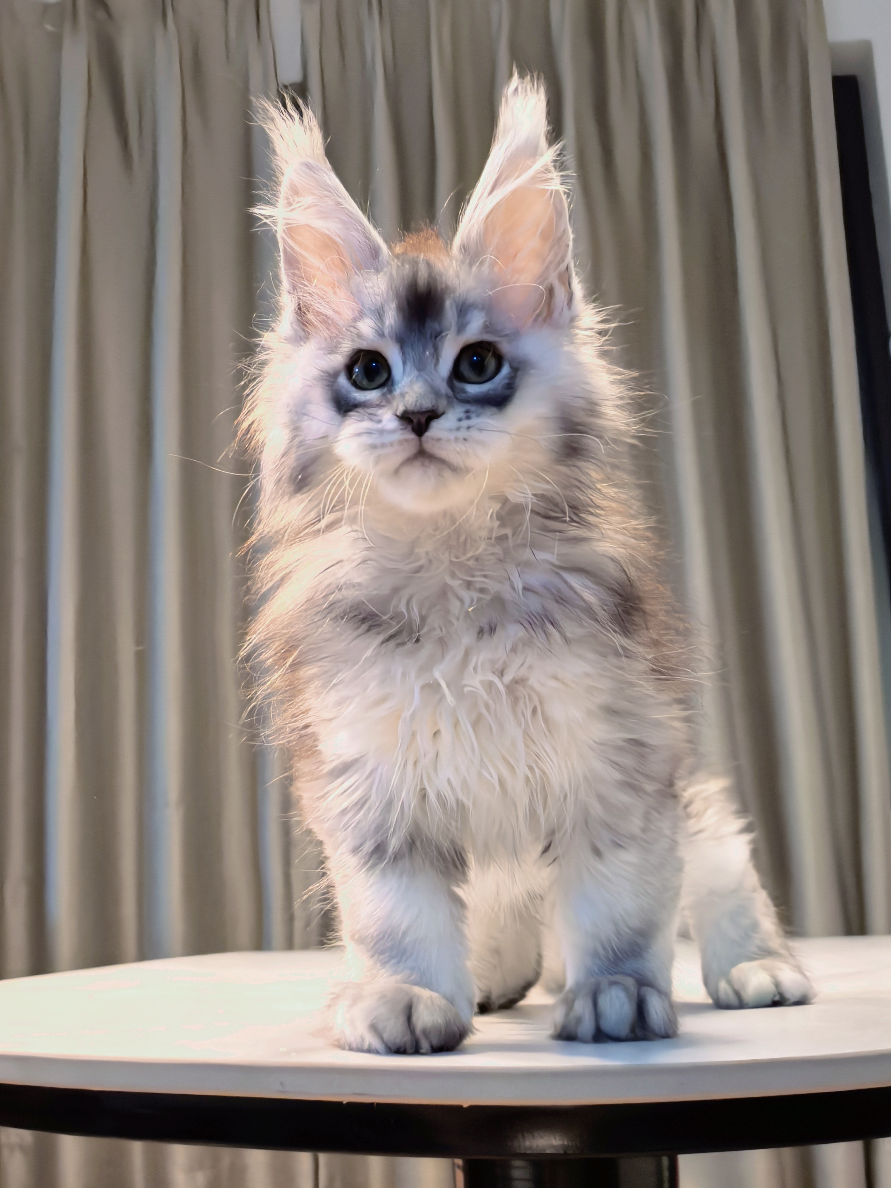 银麻纹弟弟 照片 4