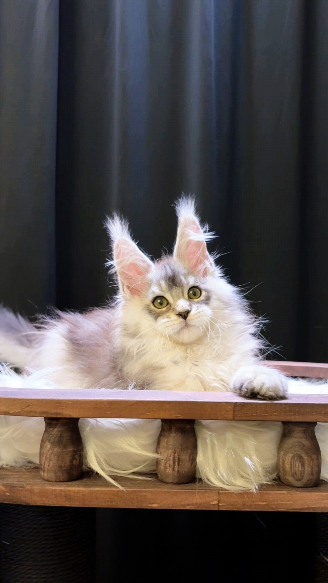 银麻纹弟弟 照片 1