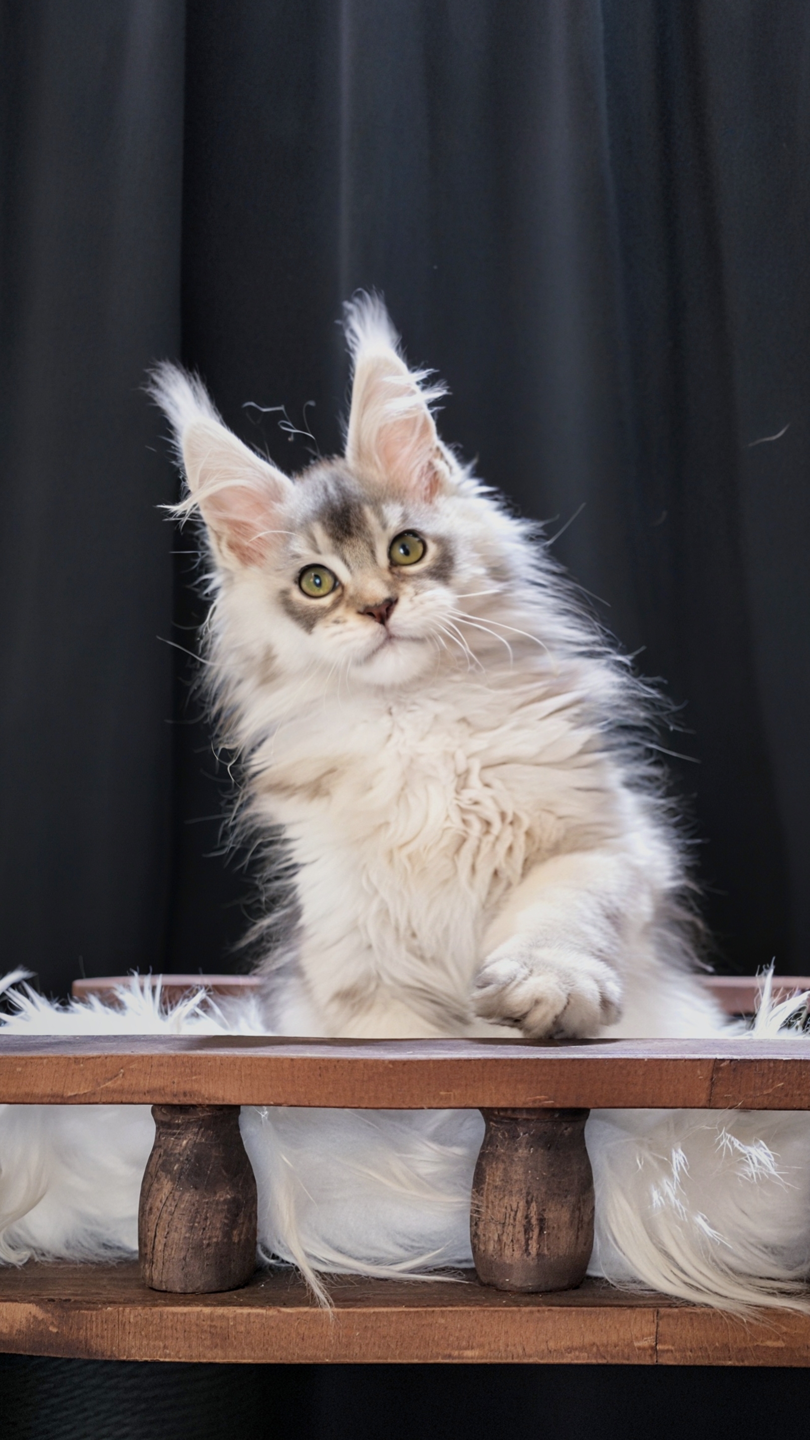 银麻纹弟弟 照片 2