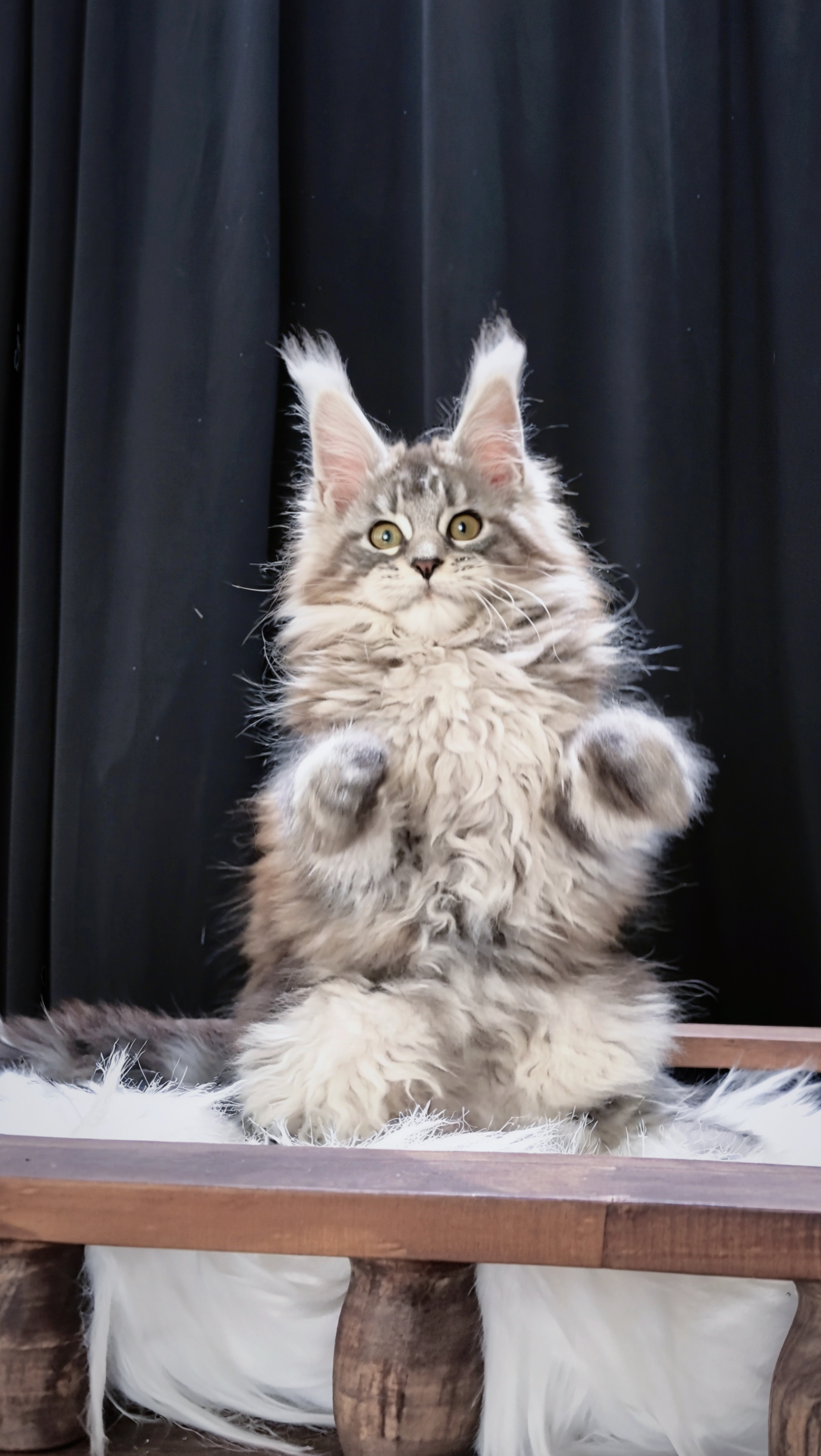 银虎斑妹妹 照片 4