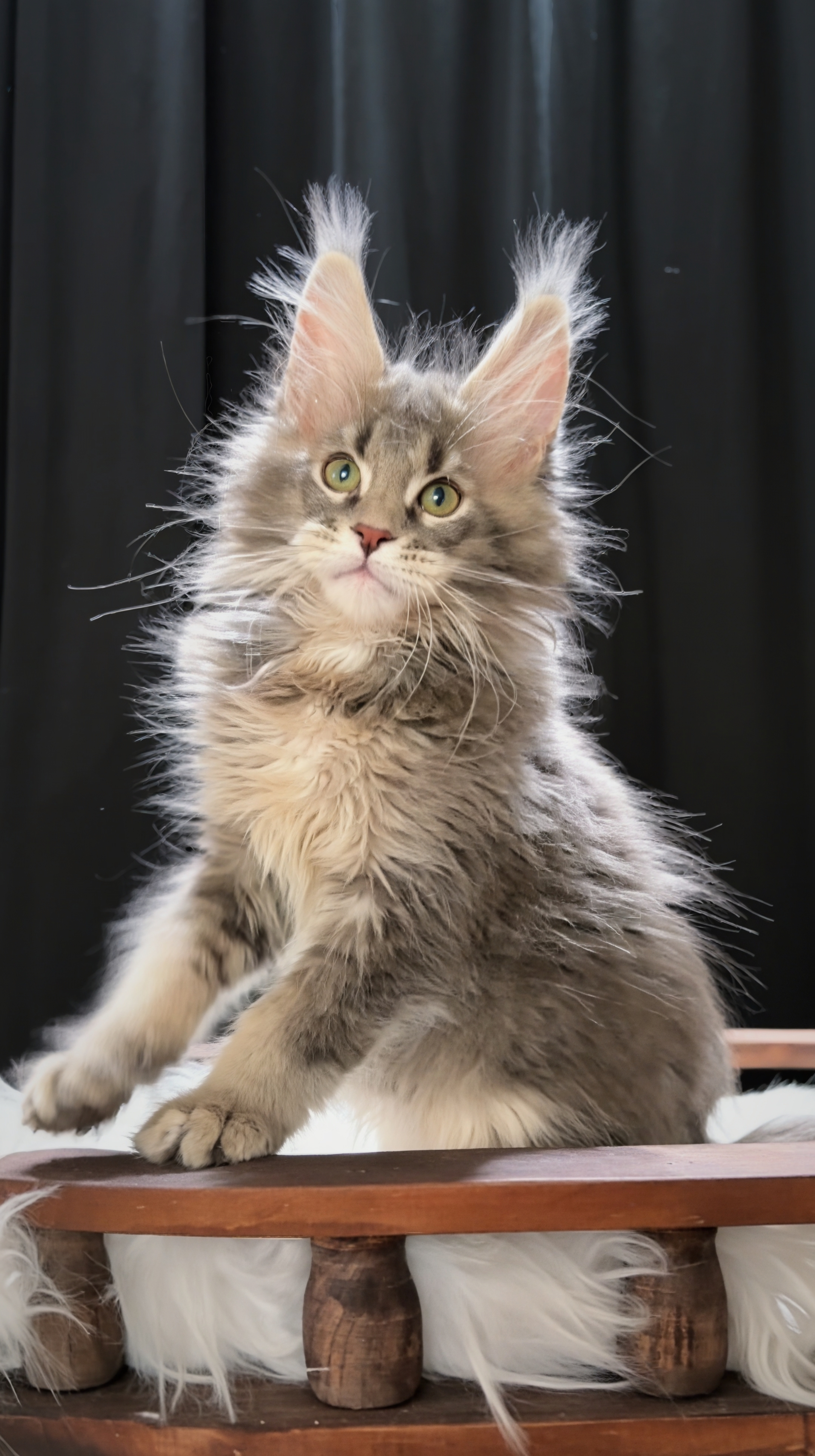 蓝麻纹妹妹 照片 4