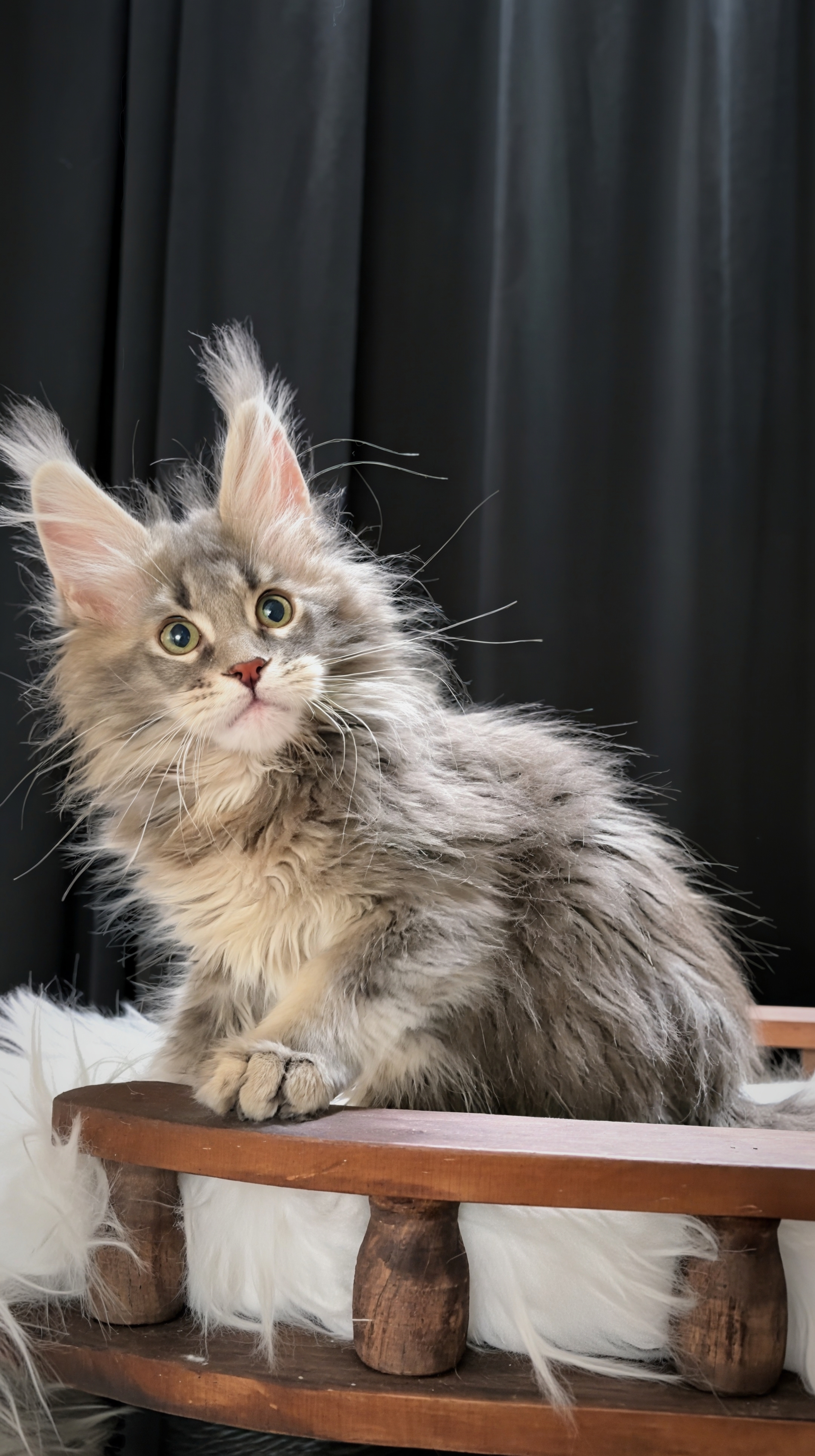 蓝麻纹妹妹 照片 3