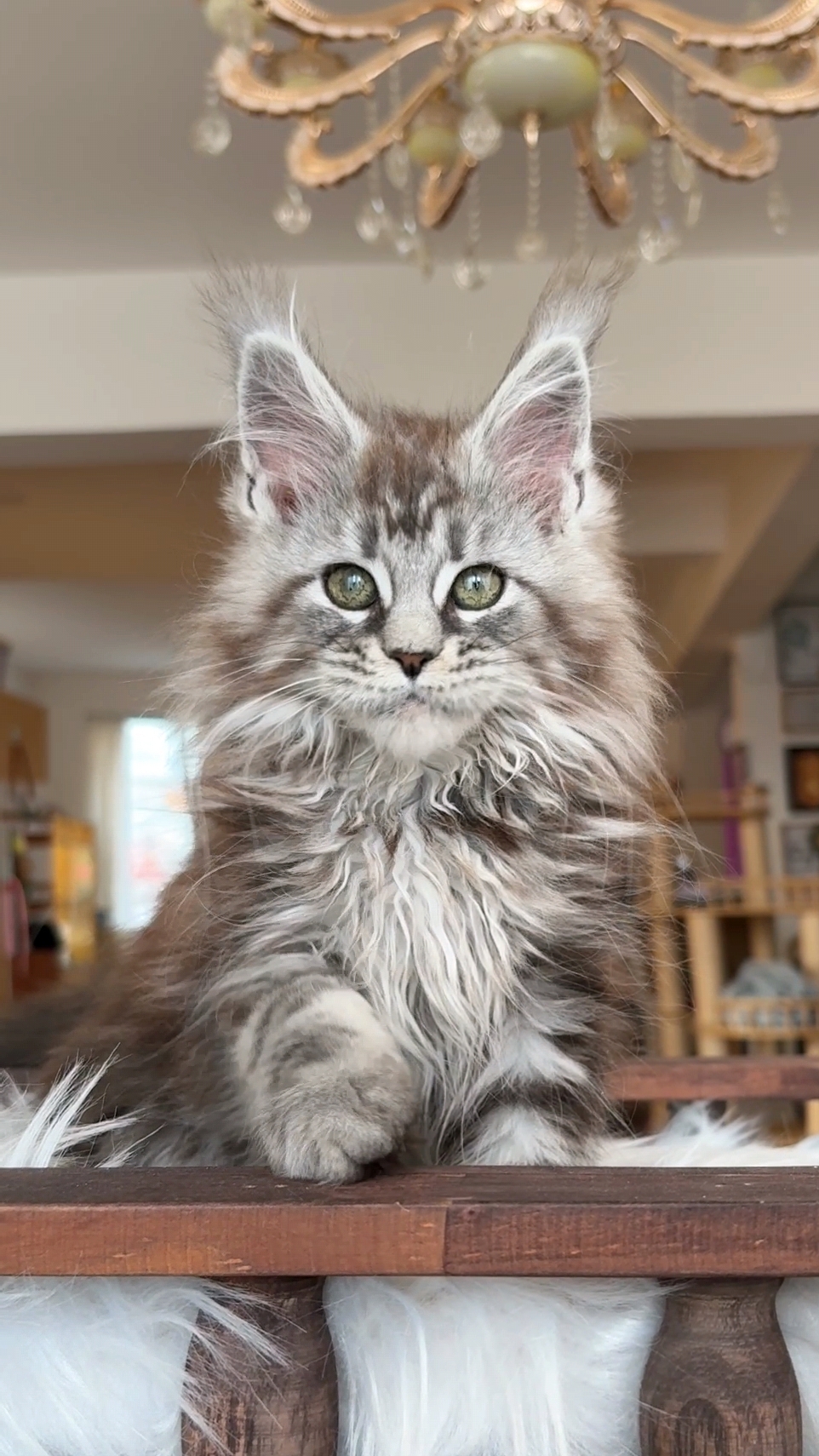 银虎斑妹妹 照片 1