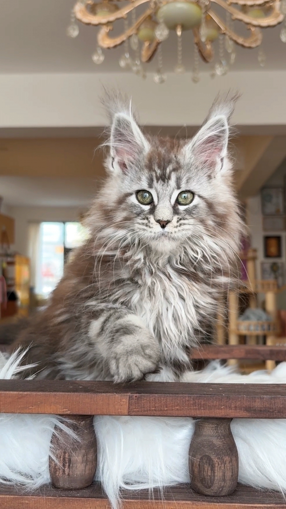 银虎斑妹妹 照片 2