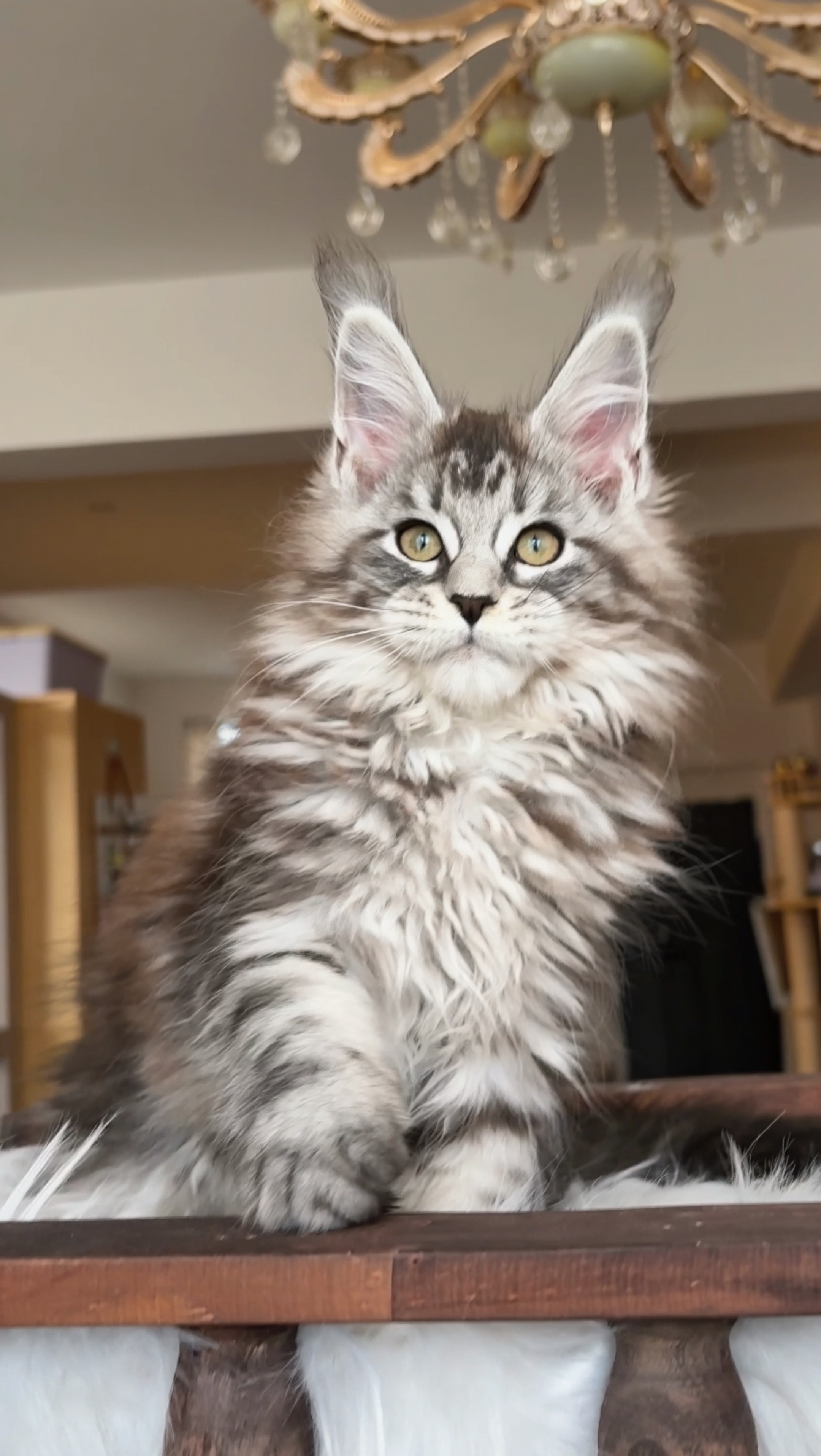 银虎斑妹妹 照片 2