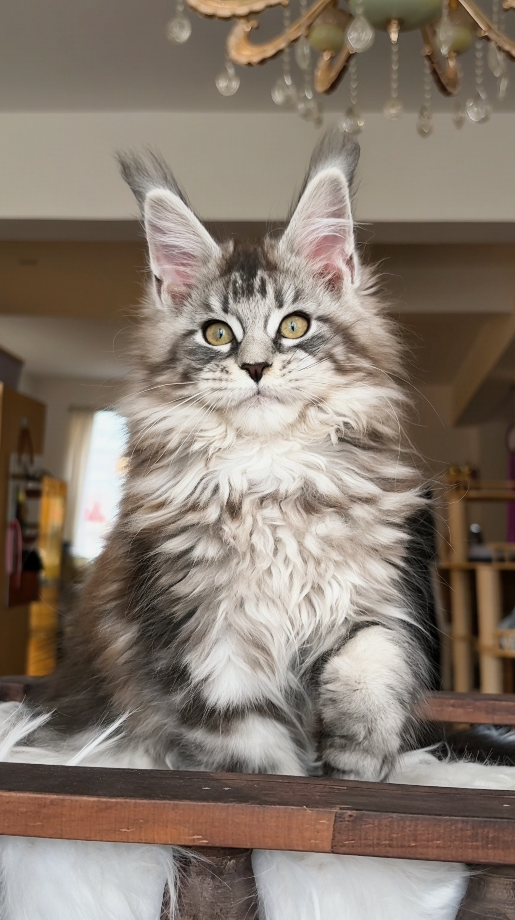 银虎斑妹妹 照片 1