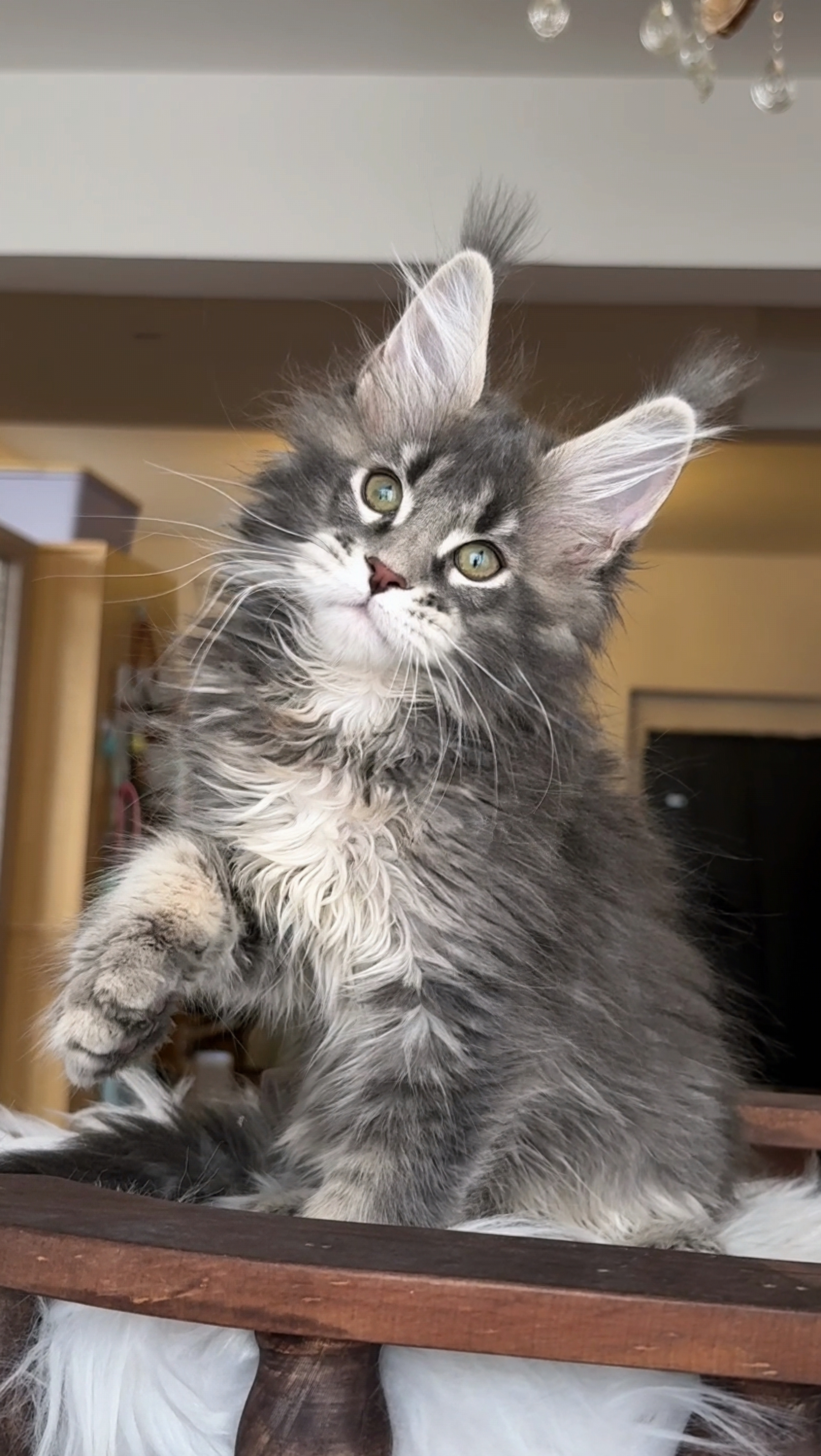 蓝麻纹妹妹 照片 1