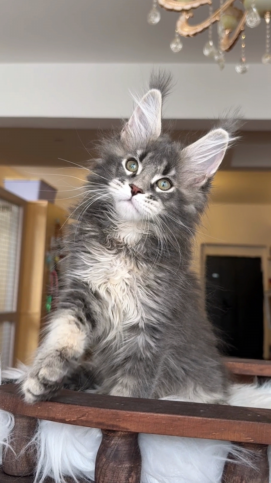 蓝麻纹妹妹 照片 2