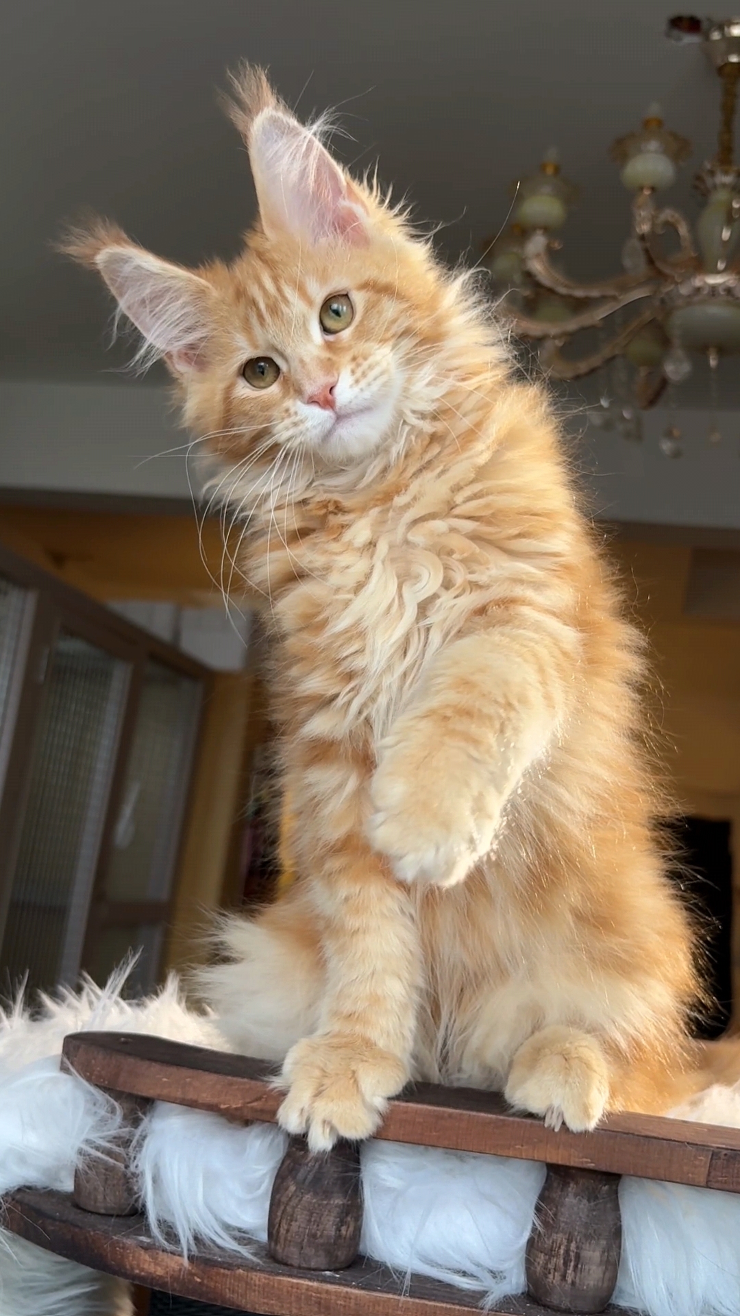 红虎斑妹妹 照片 1