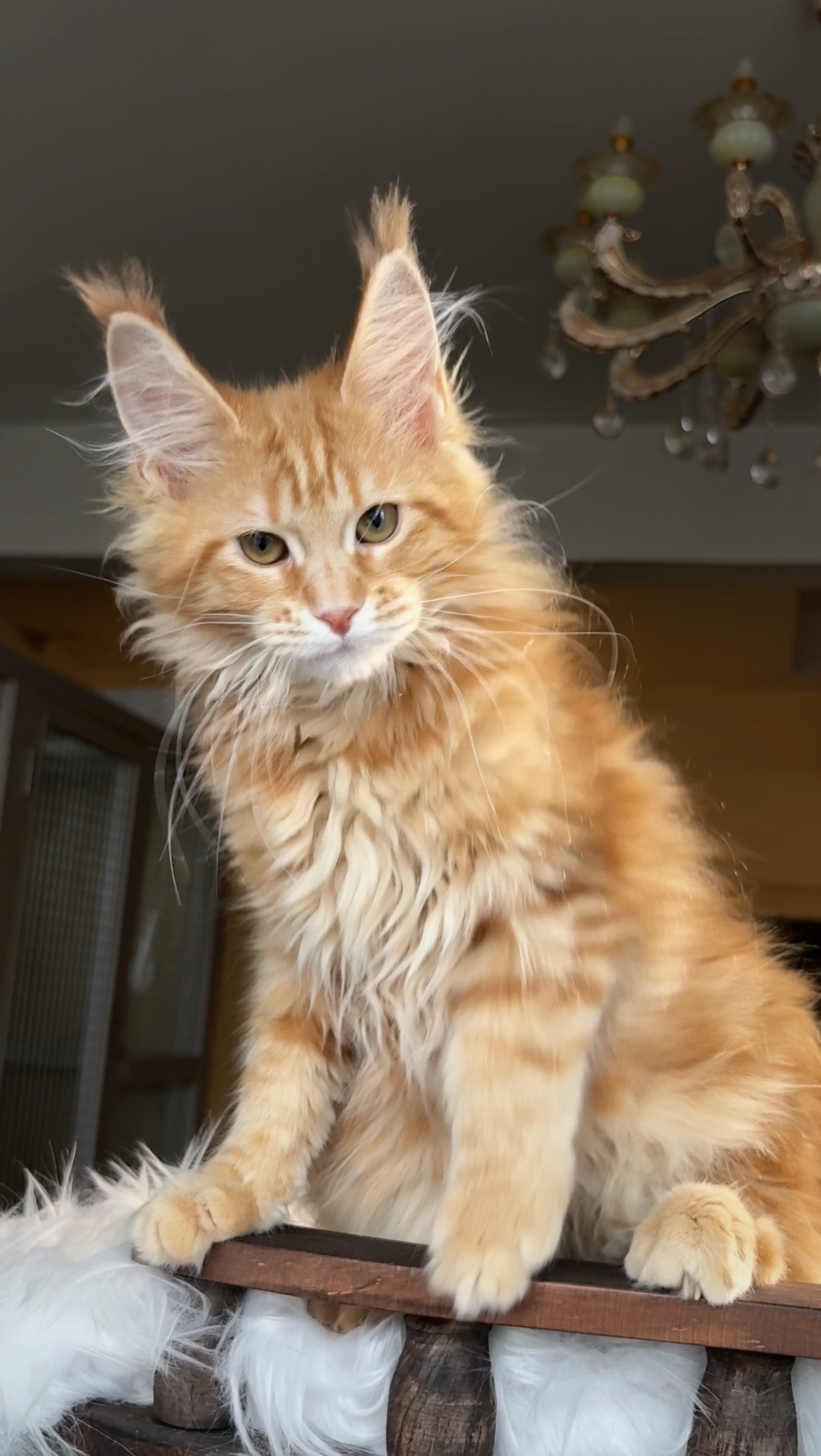 红虎斑妹妹 照片 2