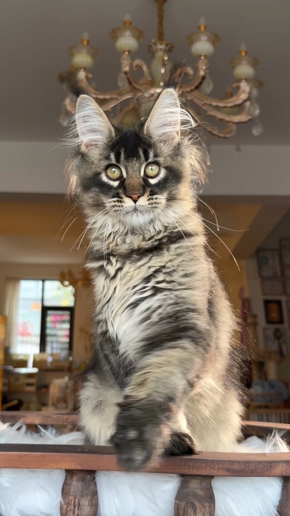 棕麻纹妹妹 照片 1