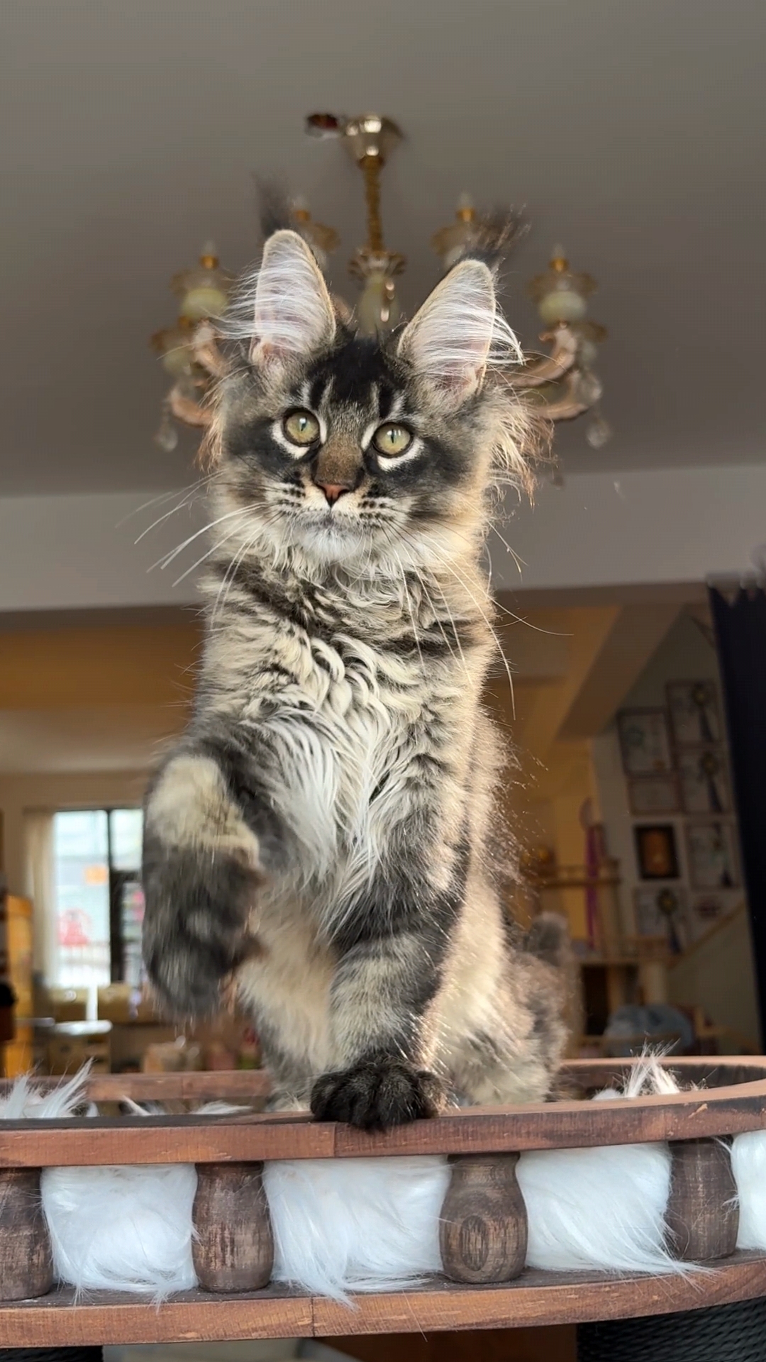 棕麻纹妹妹 照片 2