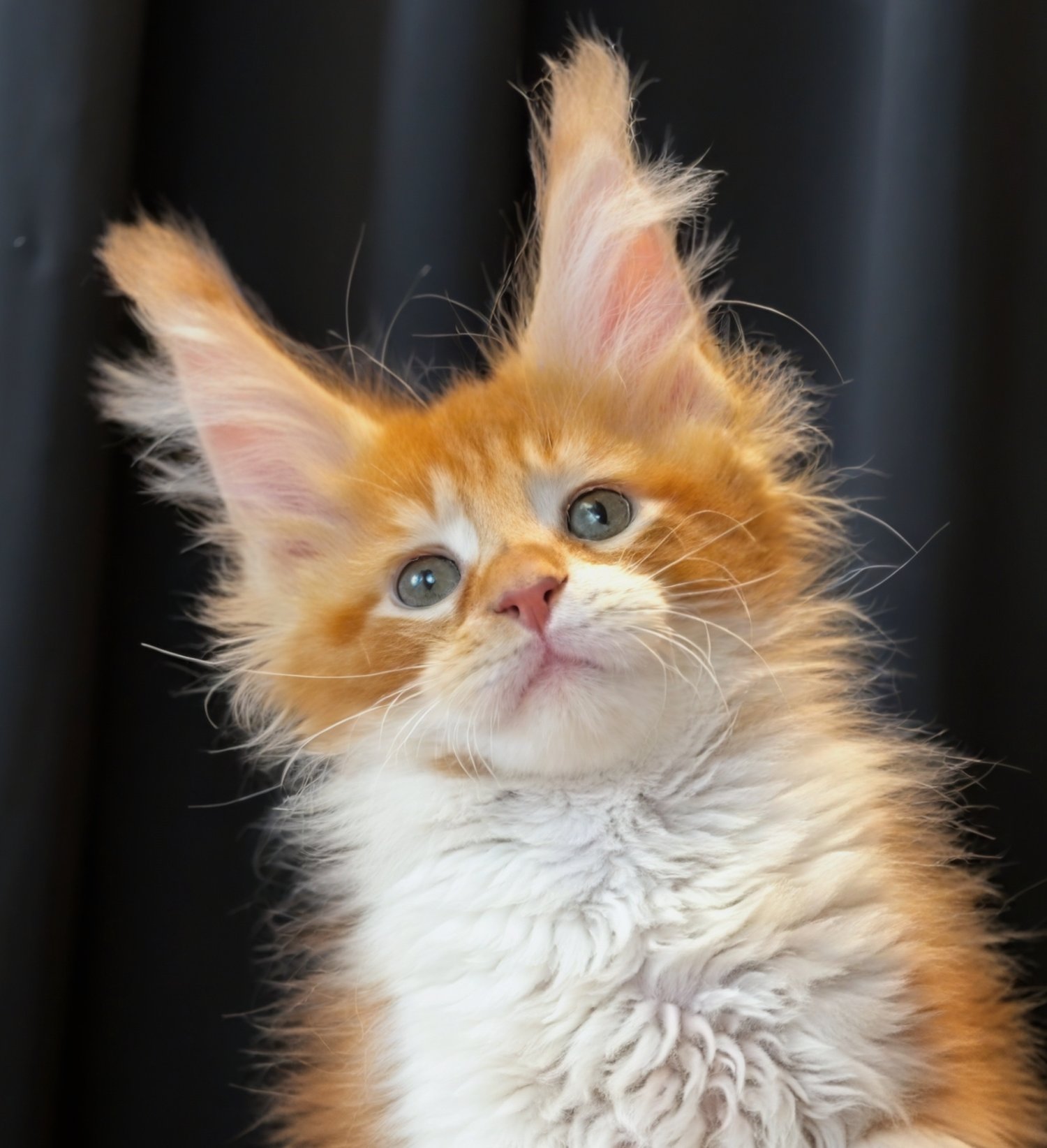 Butterbunny缅因猫