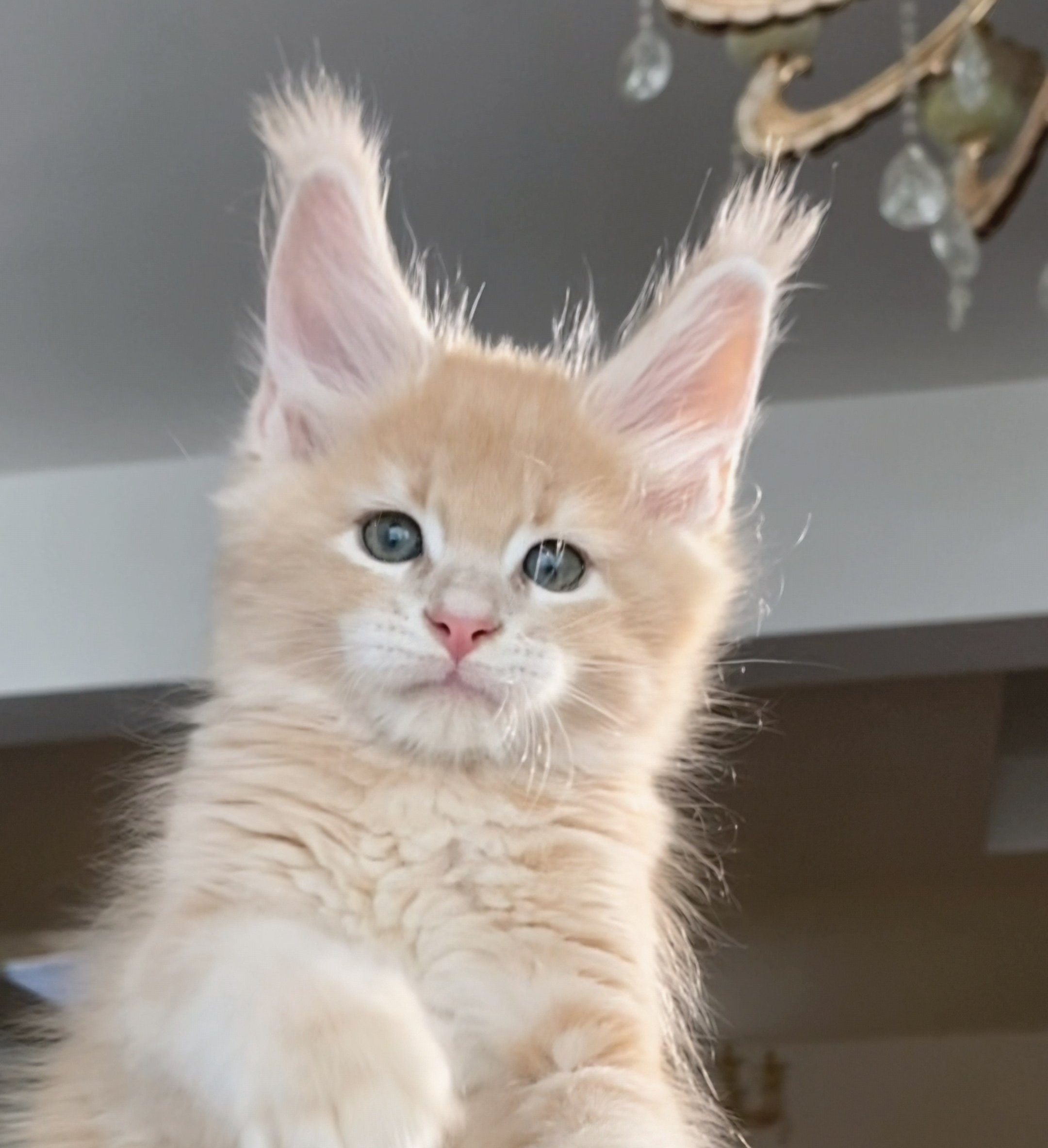 Butterbunny缅因猫