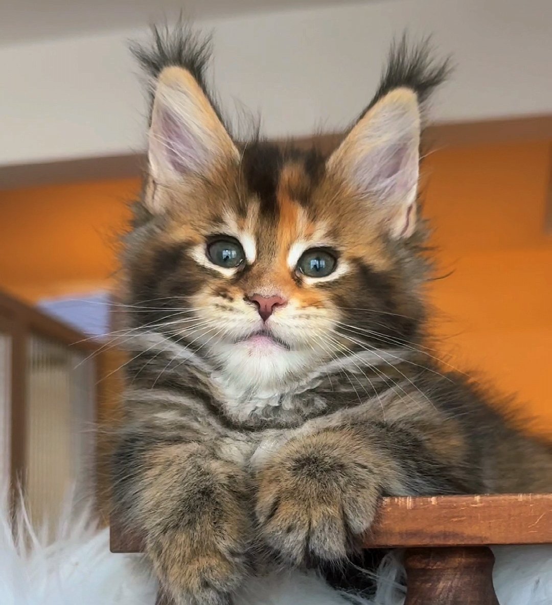 Butterbunny缅因猫