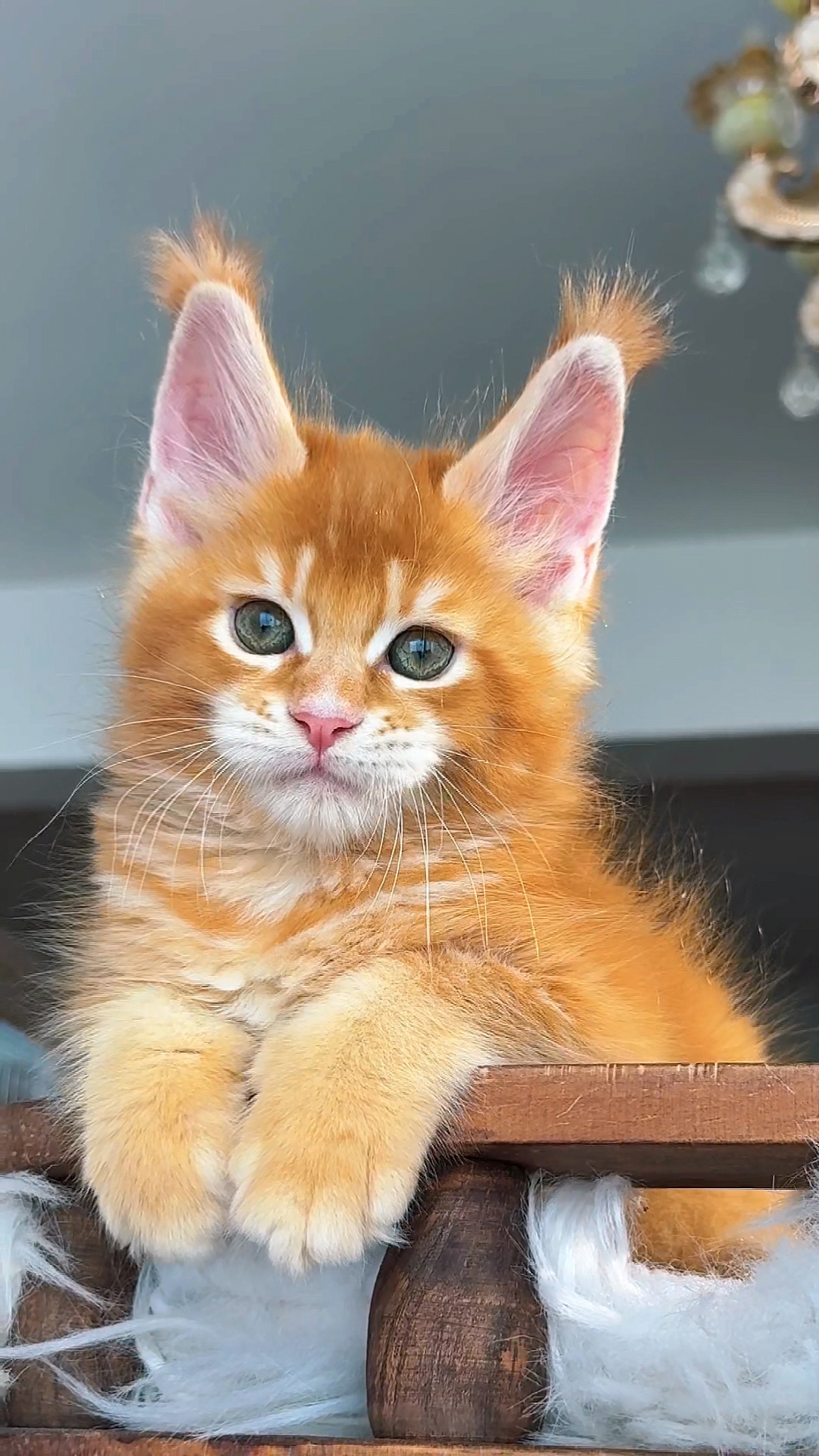 Butterbunny缅因猫