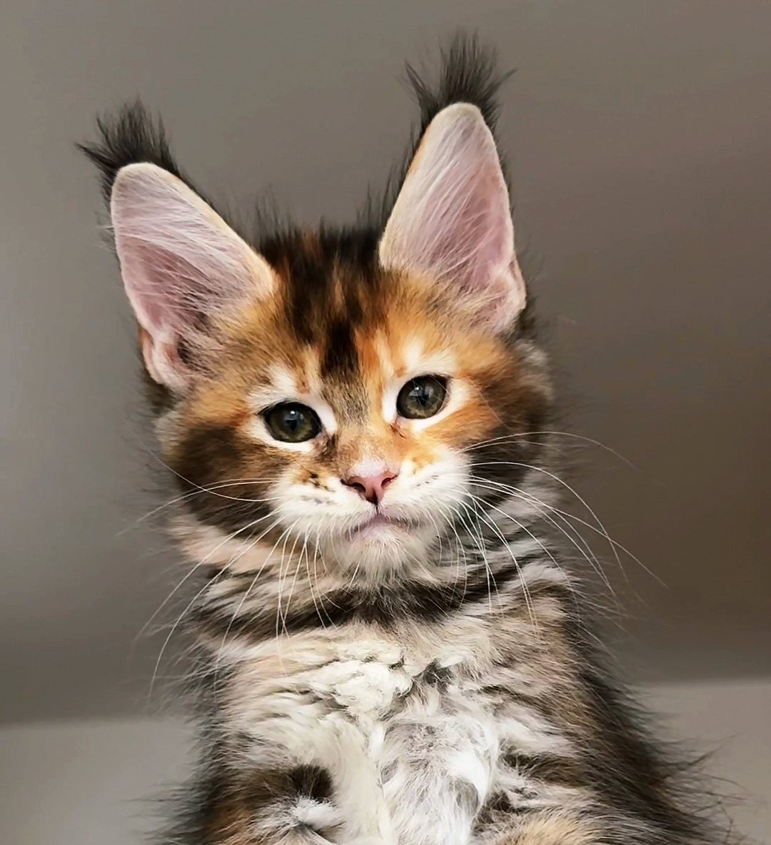 Butterbunny缅因猫