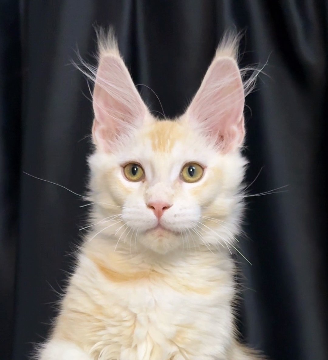 Butterbunny缅因猫