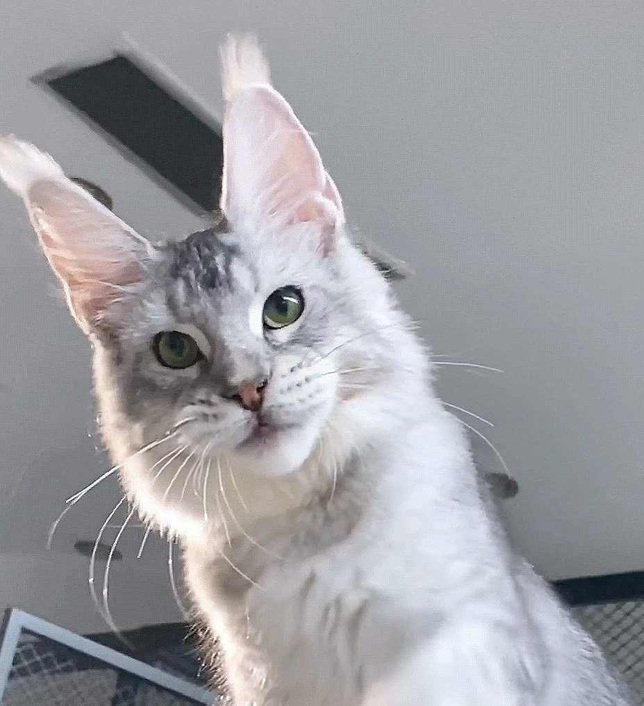 Butterbunny缅因猫