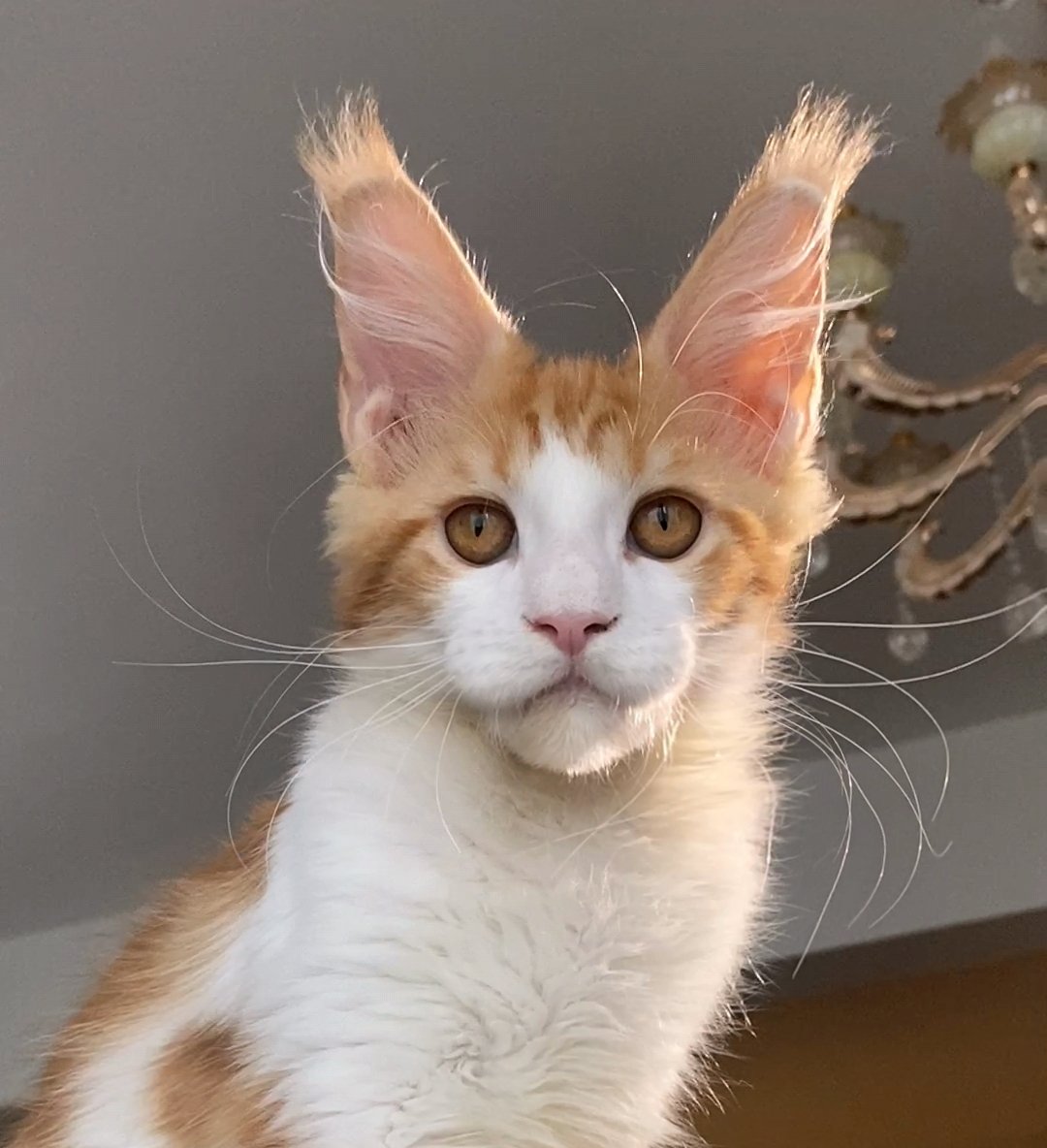Butterbunny缅因猫