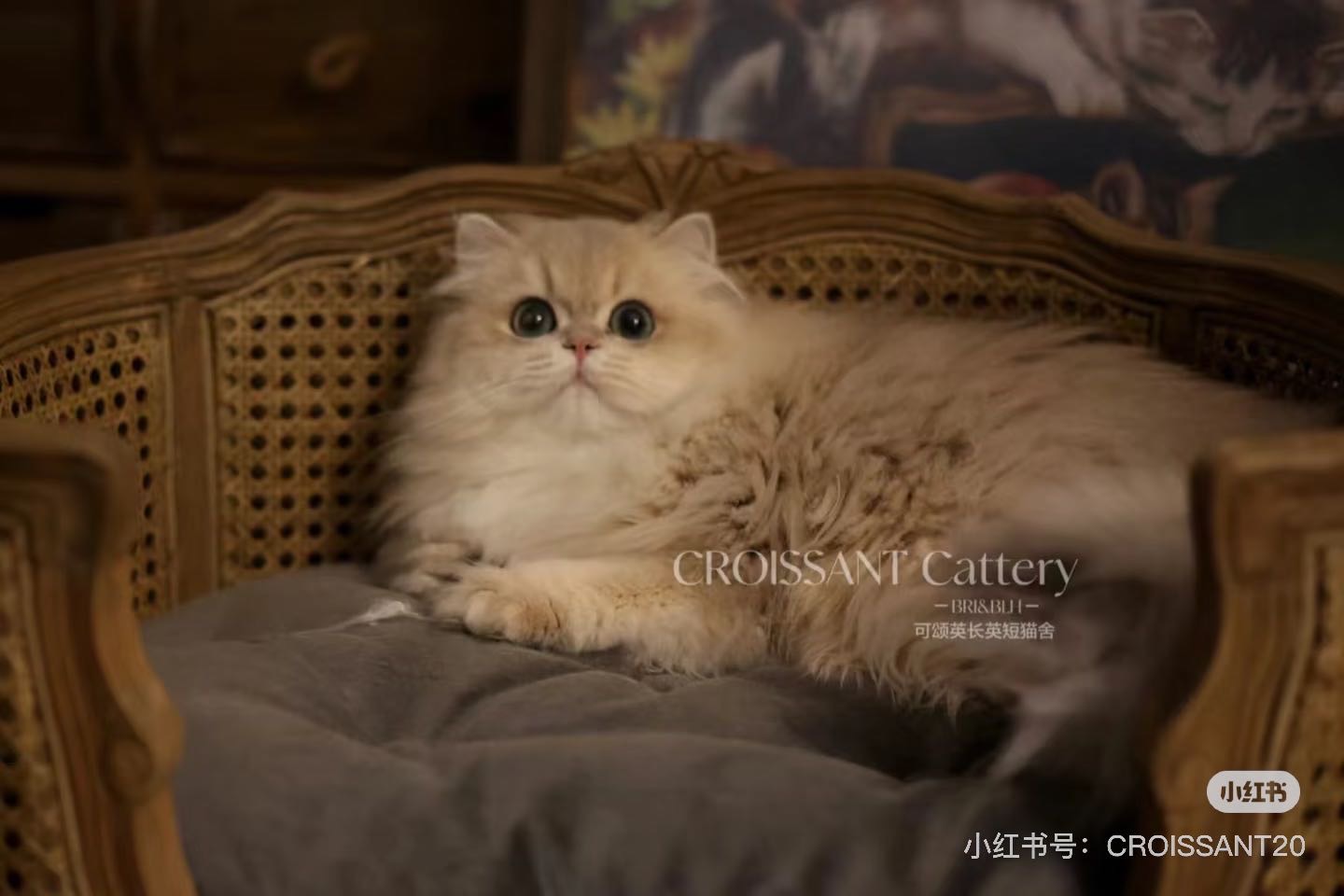 肖恩