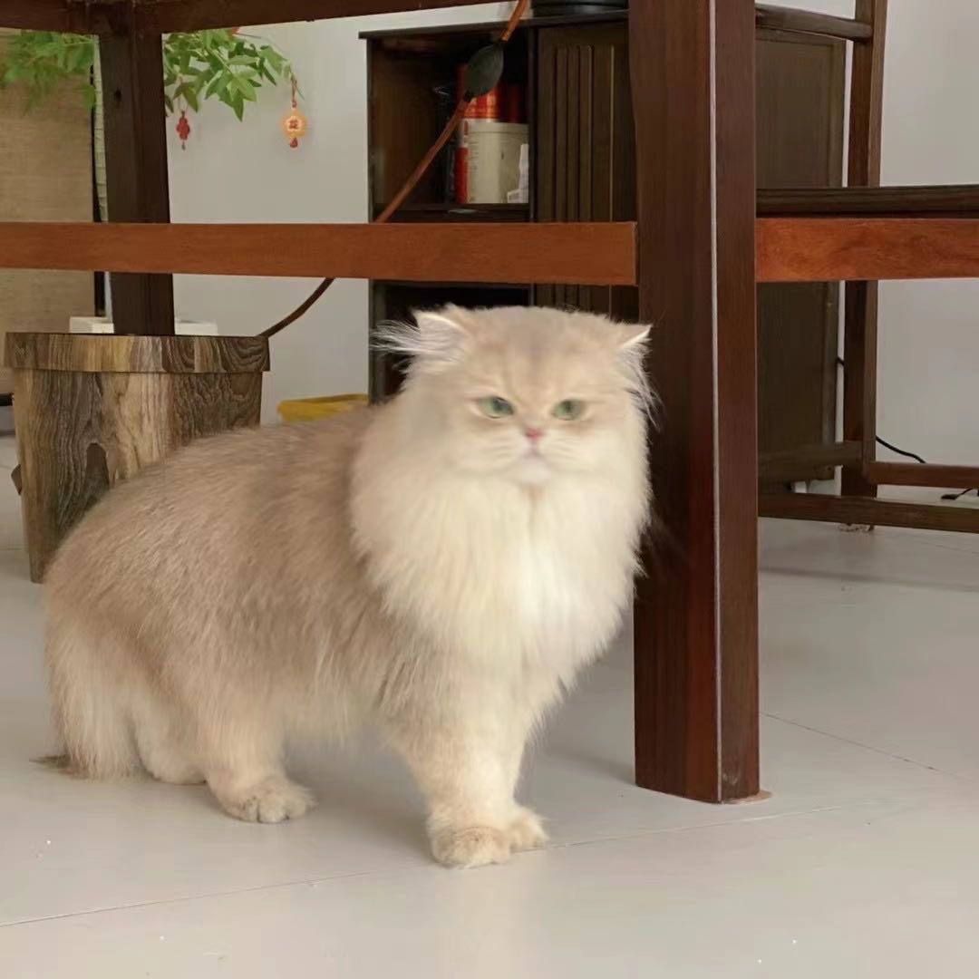 进宝