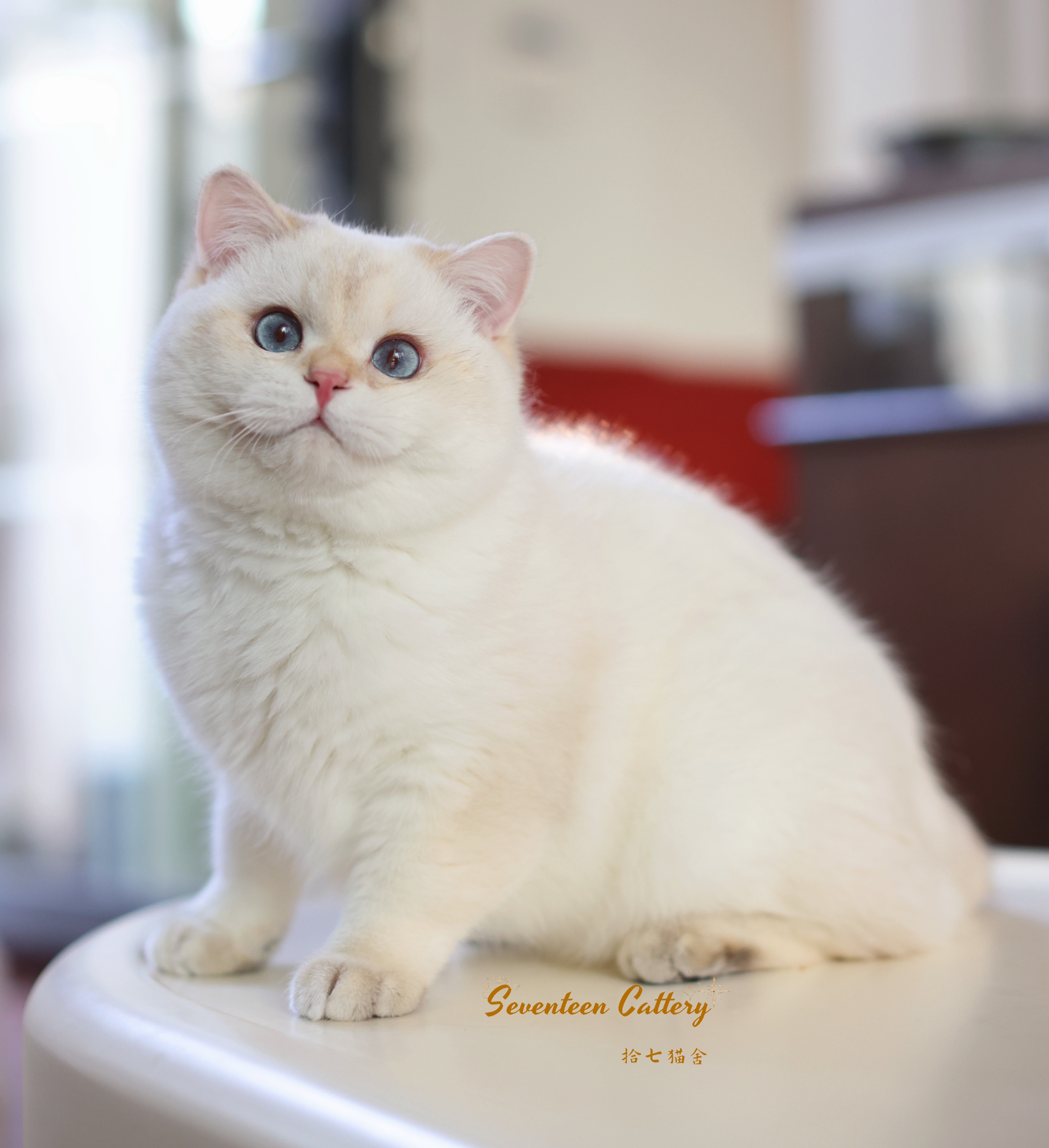 拾七猫舍
