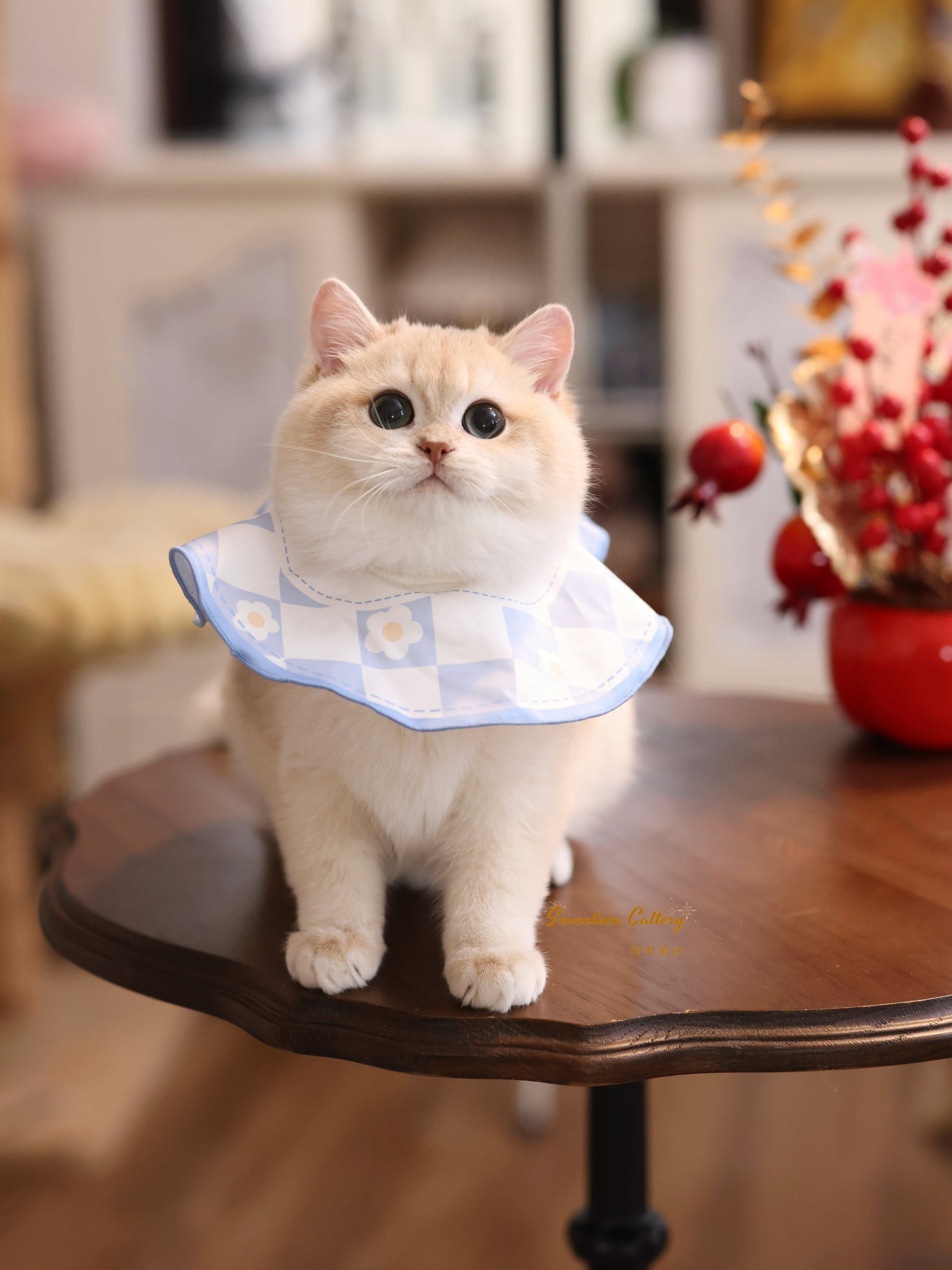 奶油小生 照片 4