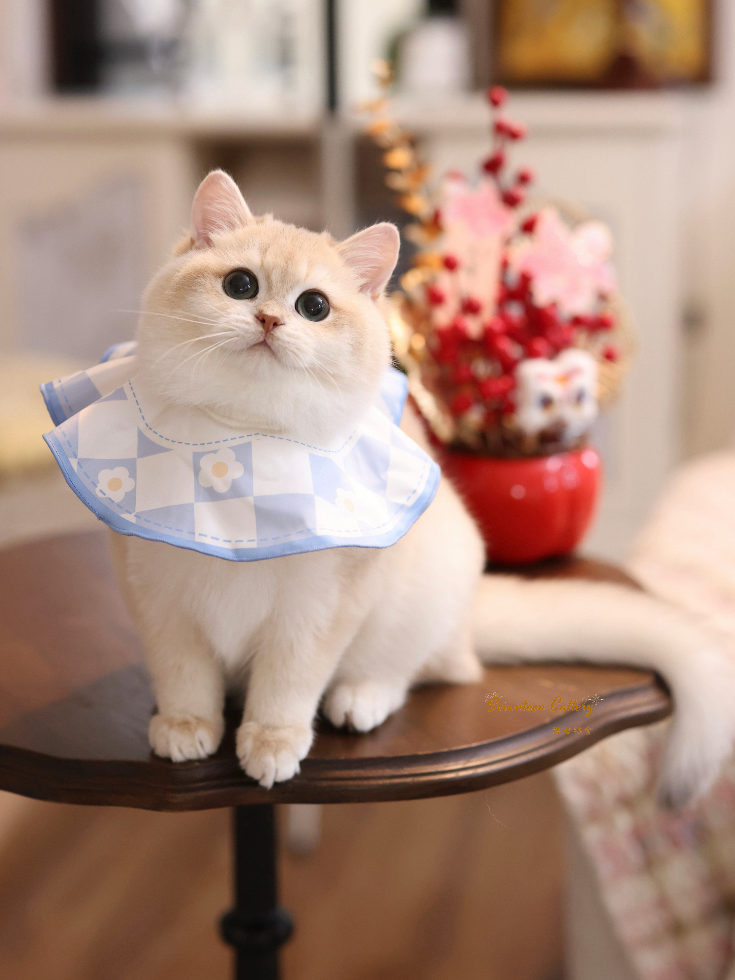 奶油小生 照片 3