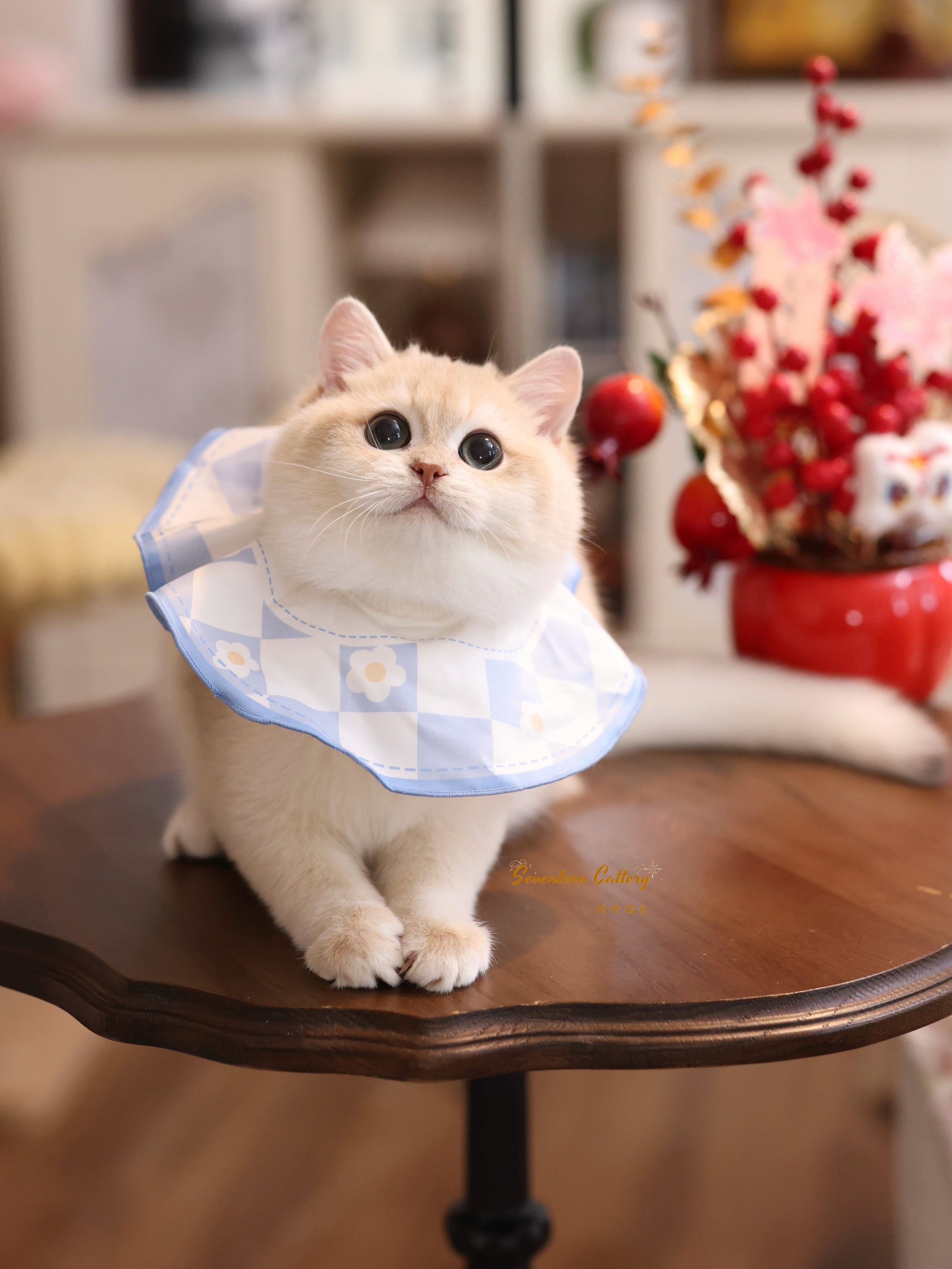 奶油小生 照片 6