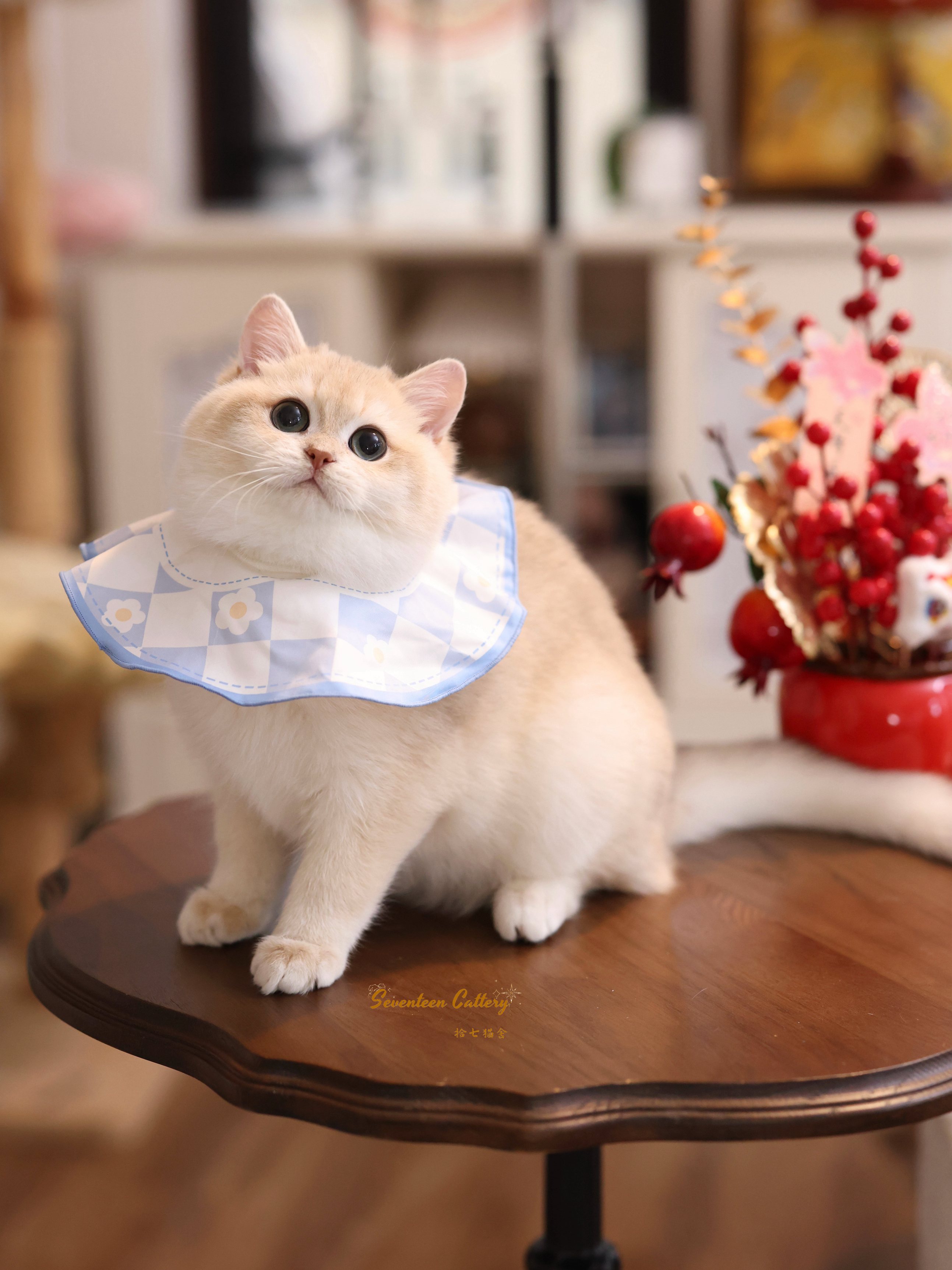 奶油小生 照片 5