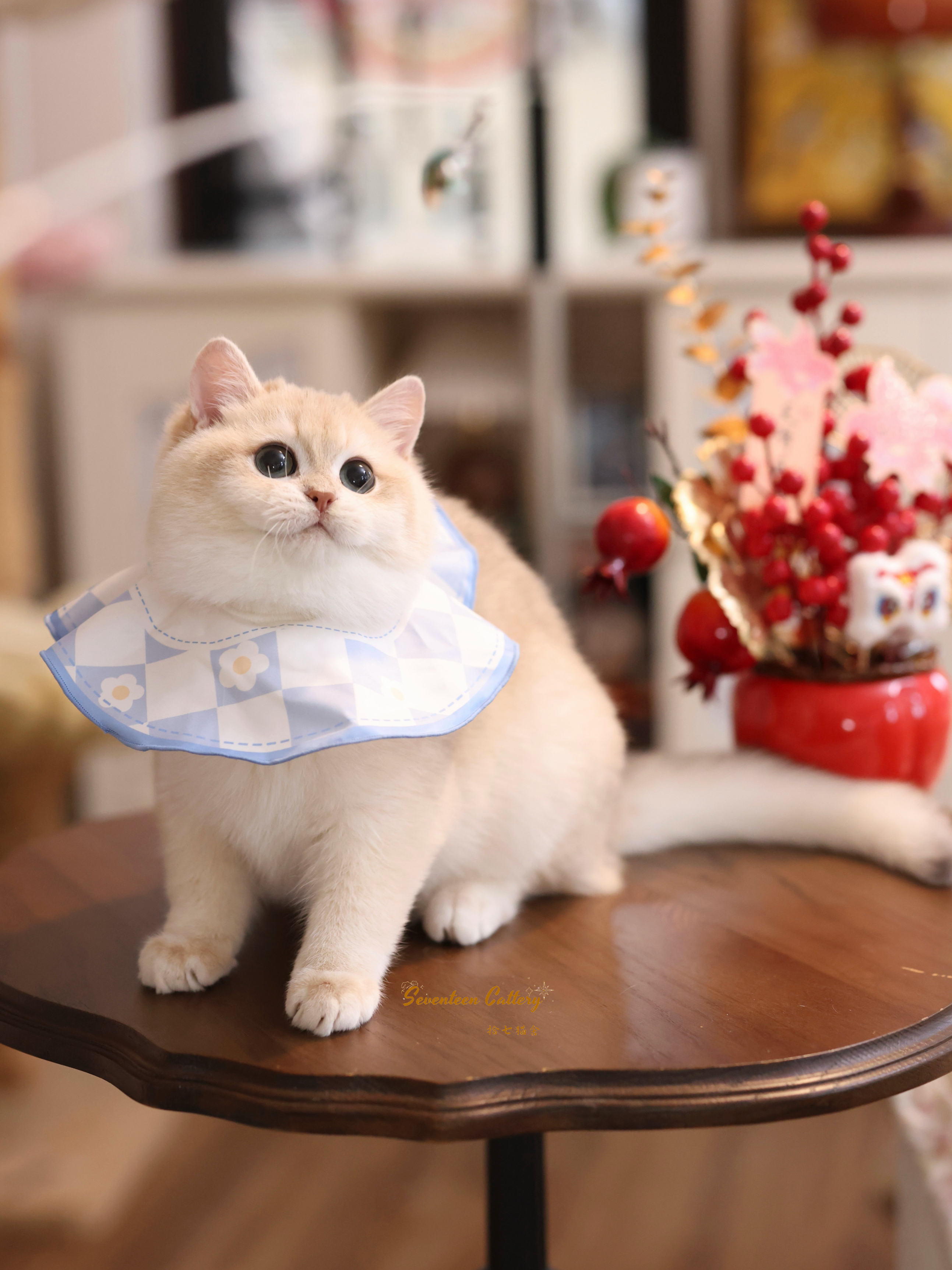 奶油小生 照片 7