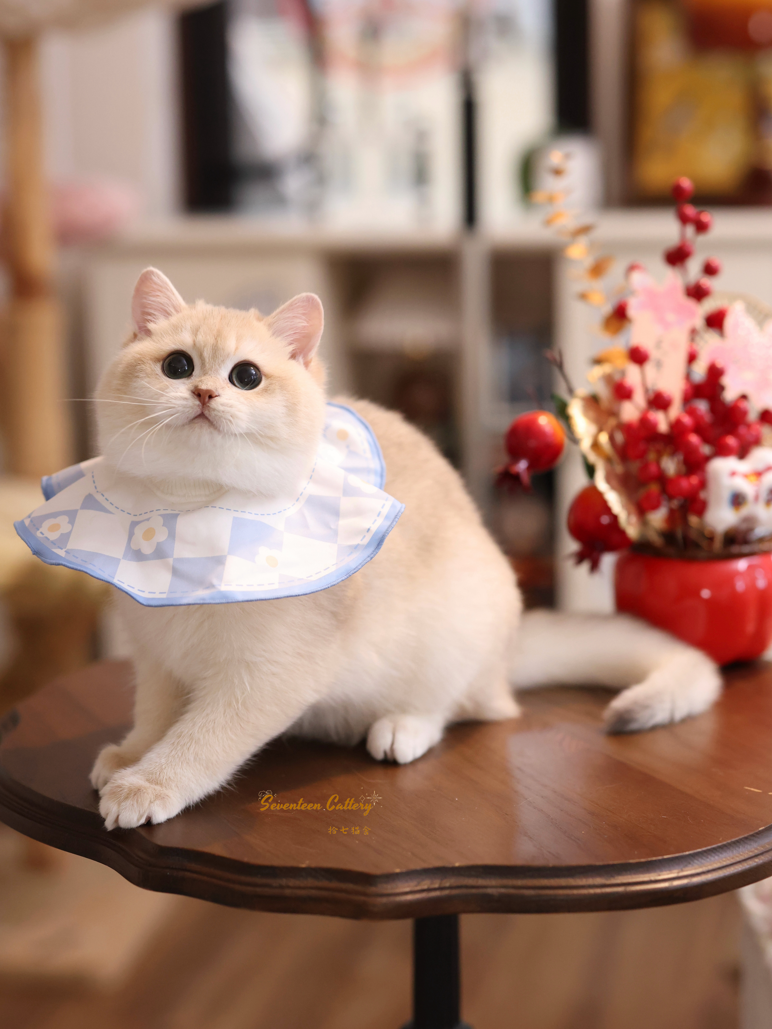 奶油小生 照片 8